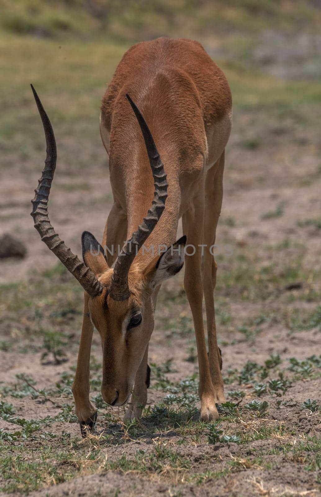 portrait of an impala antelope, Aepyceros melampus, Botswana