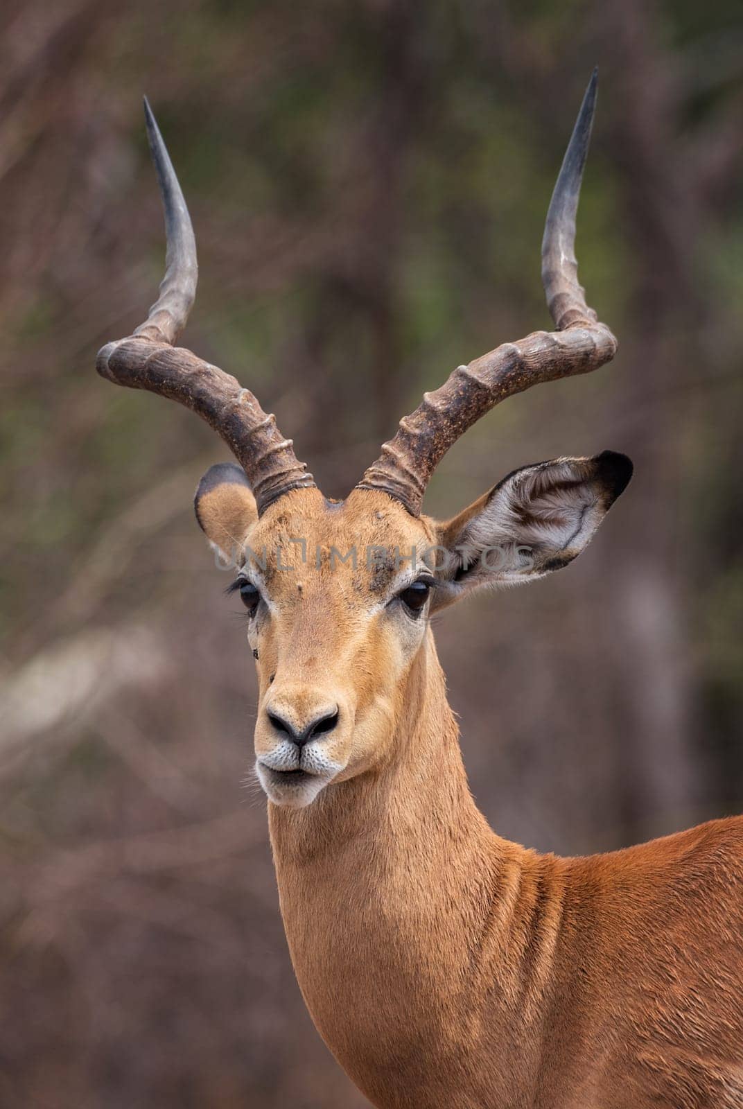 portrait of an impala antelope, Aepyceros melampus, Botswana