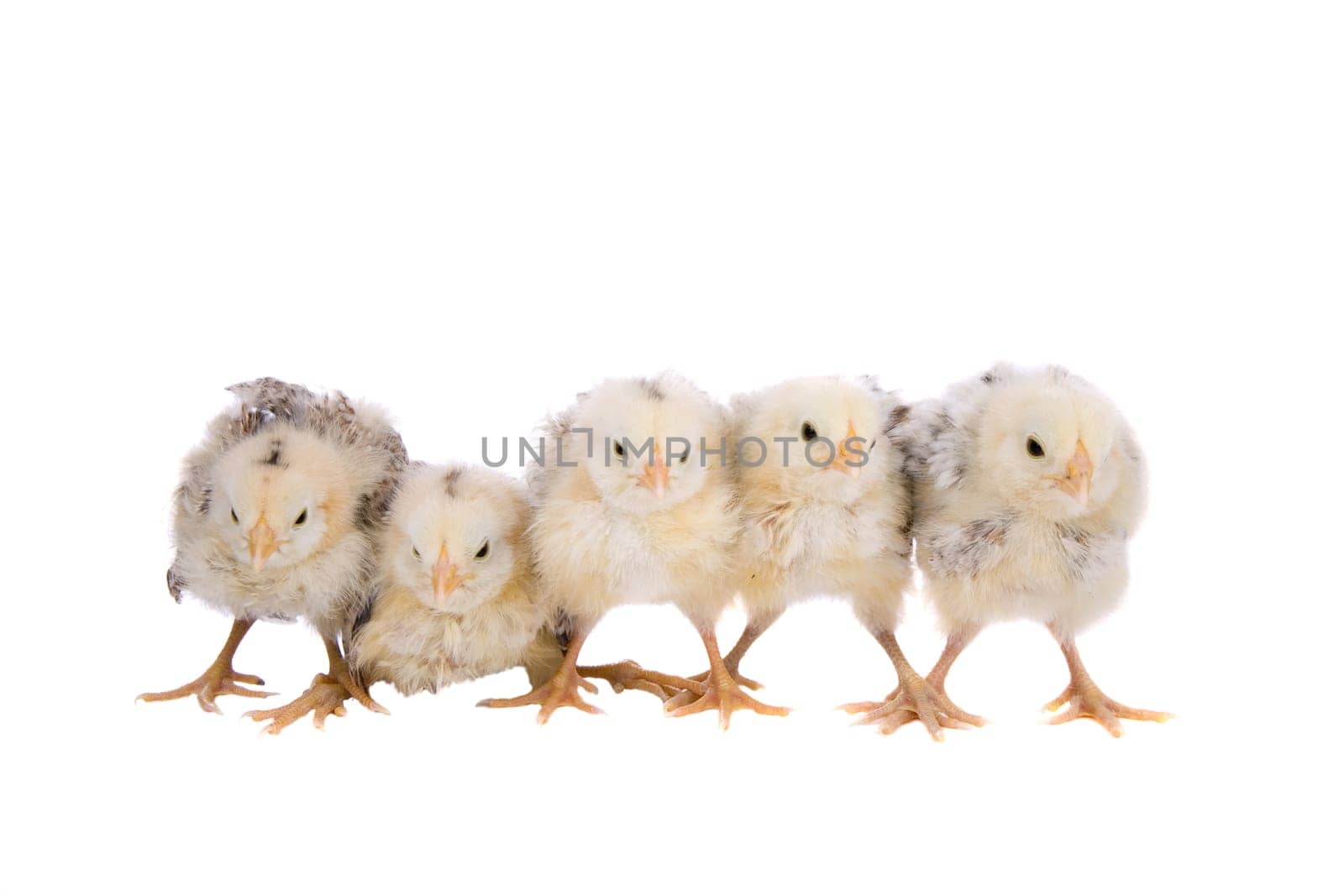 Cute little easter chickens sitting together in a row