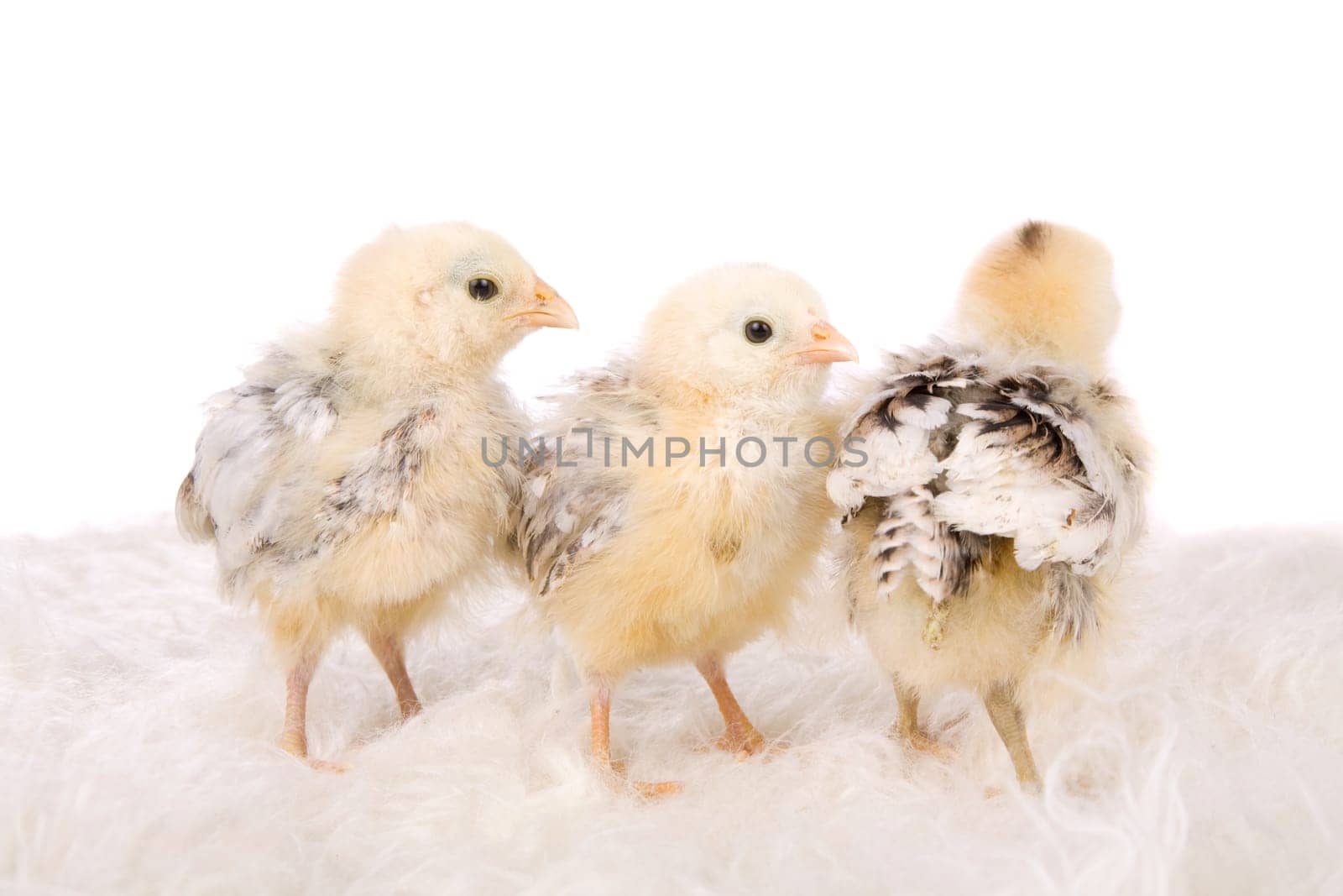 Cute little chicks in a row with one who has turned his back