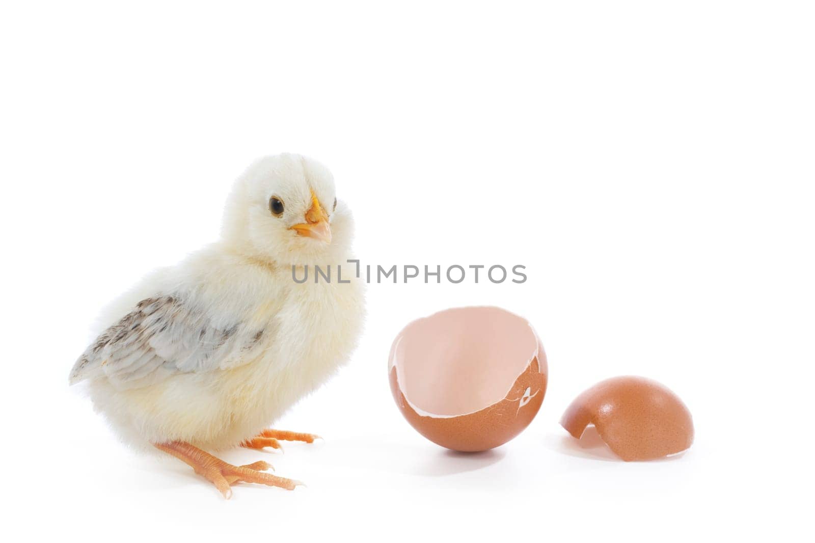 little baby chick with egg