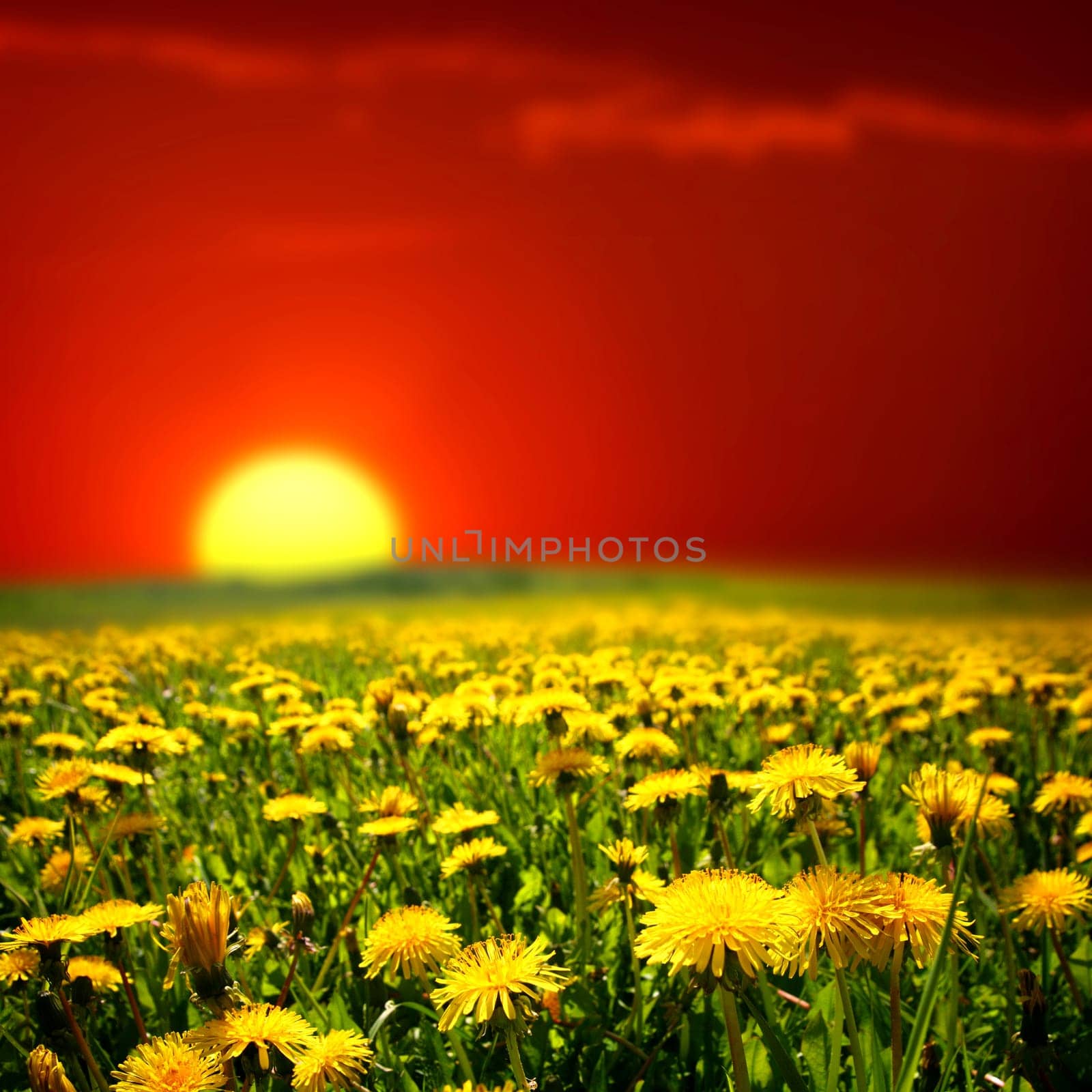 sunrise yellow colorful clouds and  dandelion field