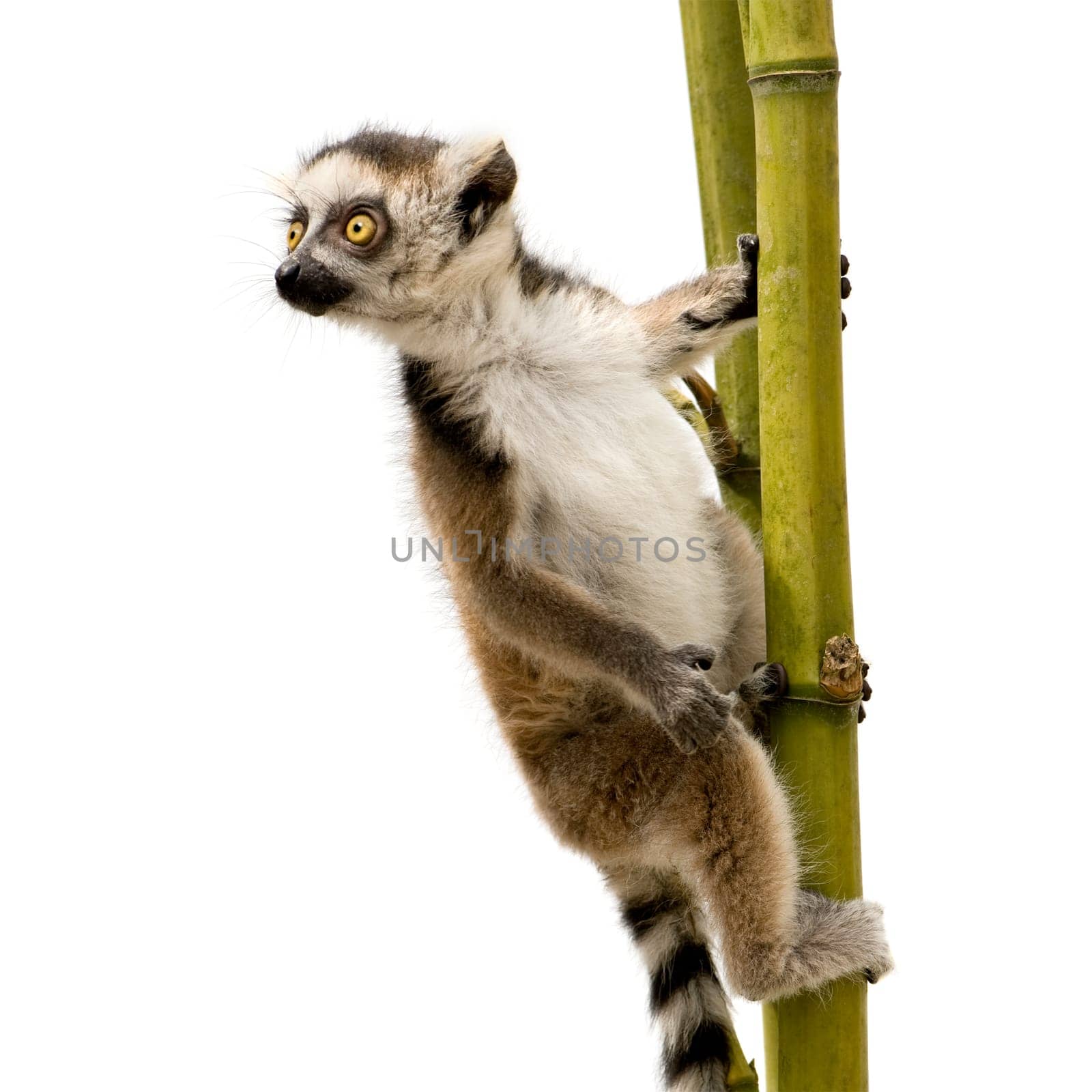 Ring-tailed Lemur (6 weeks) - Lemur catta in front of a white background