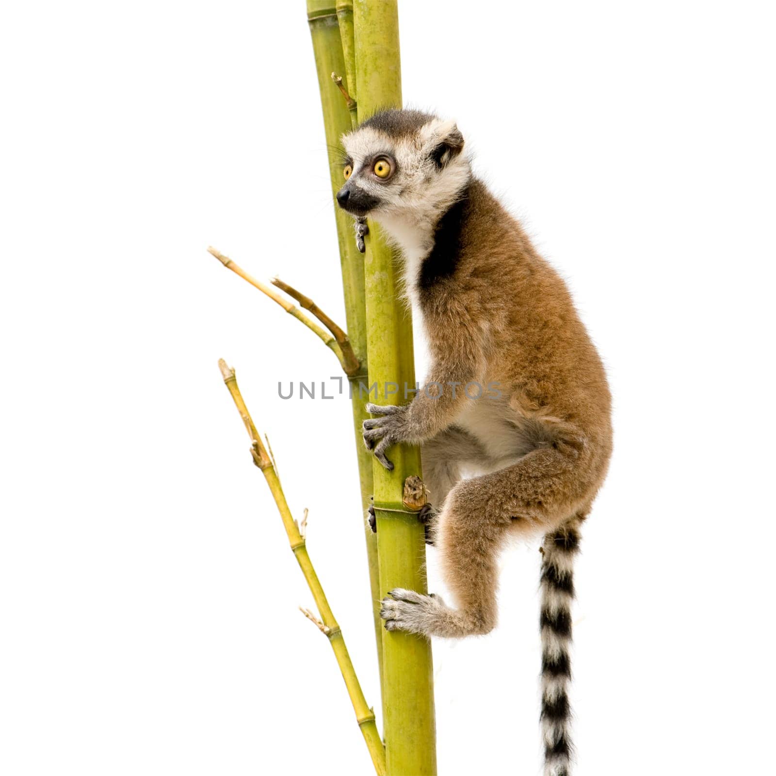 Ring-tailed Lemur (6 weeks) - Lemur catta in front of a white background