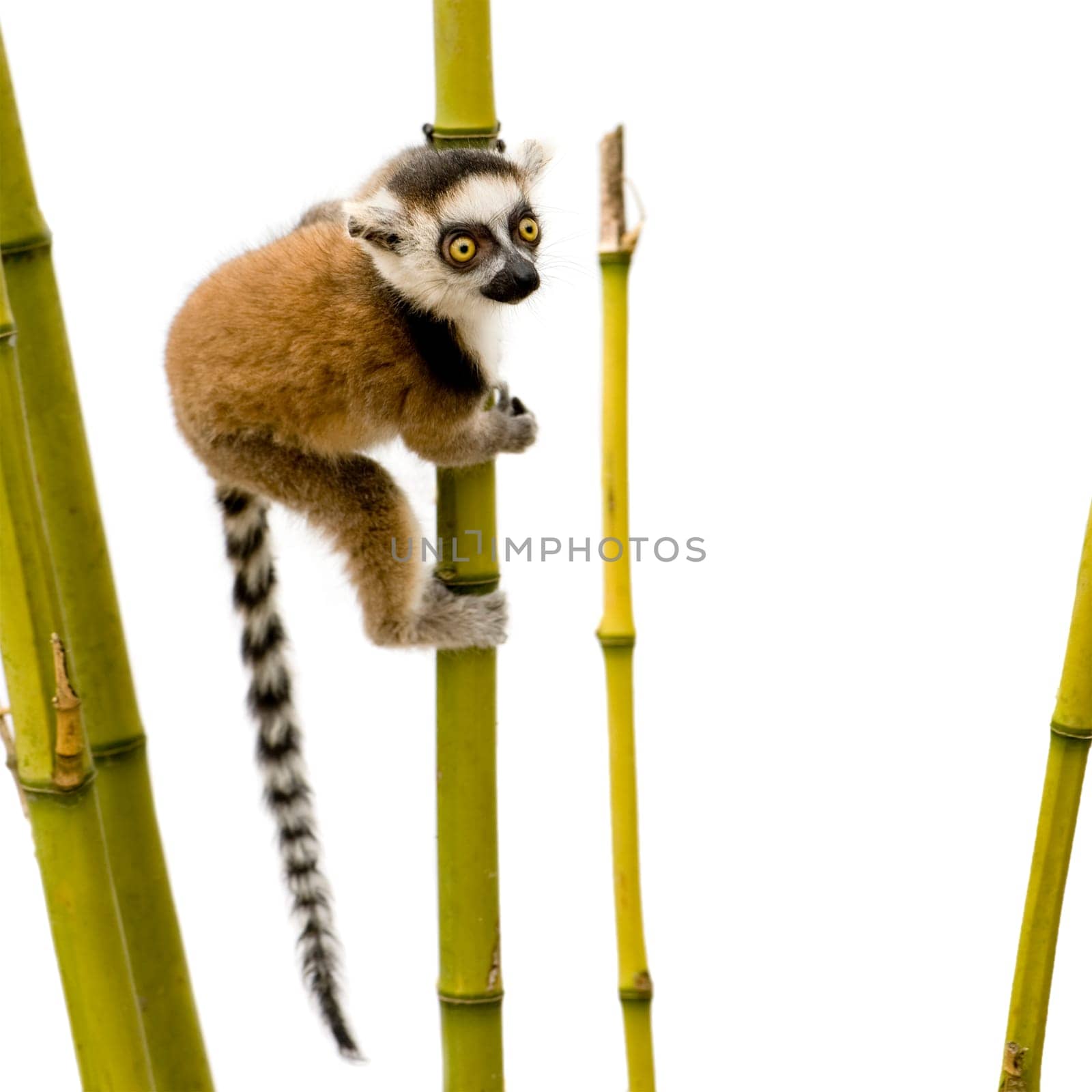 Ring-tailed Lemur (6 weeks) - Lemur catta in front of a white background
