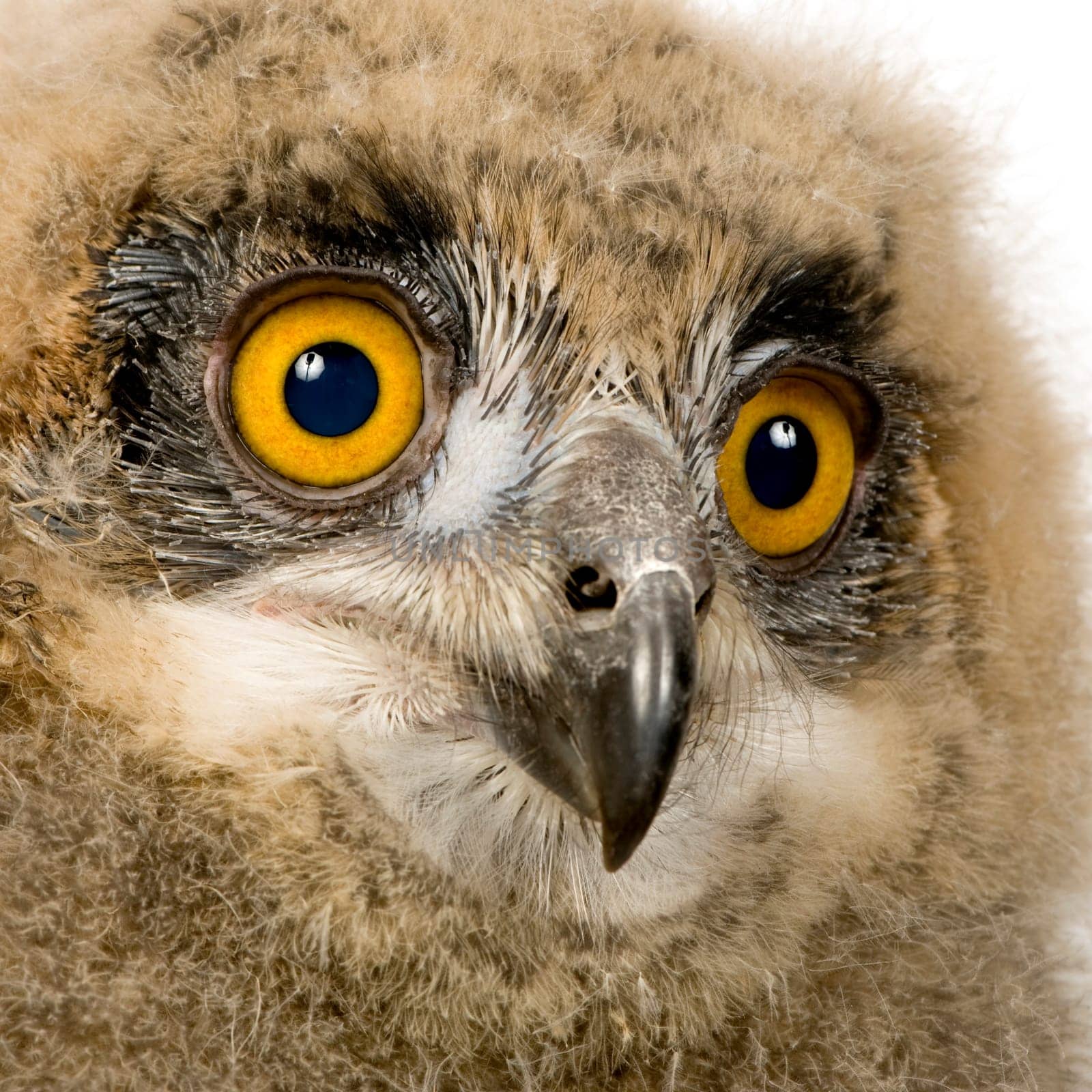 Eurasian Eagle Owl - Bubo bubo (6 weeks) in front of a white background