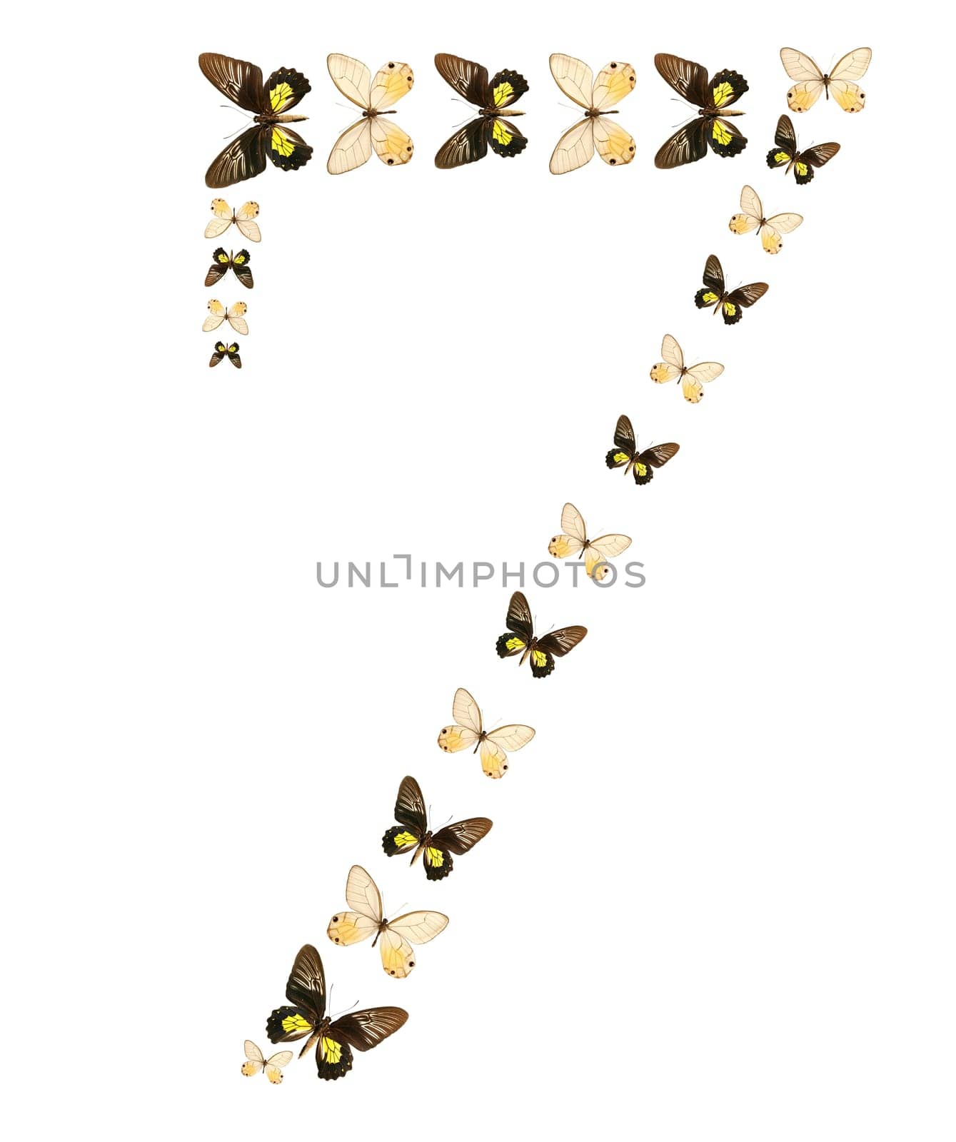 Seven number butterfly show isolated