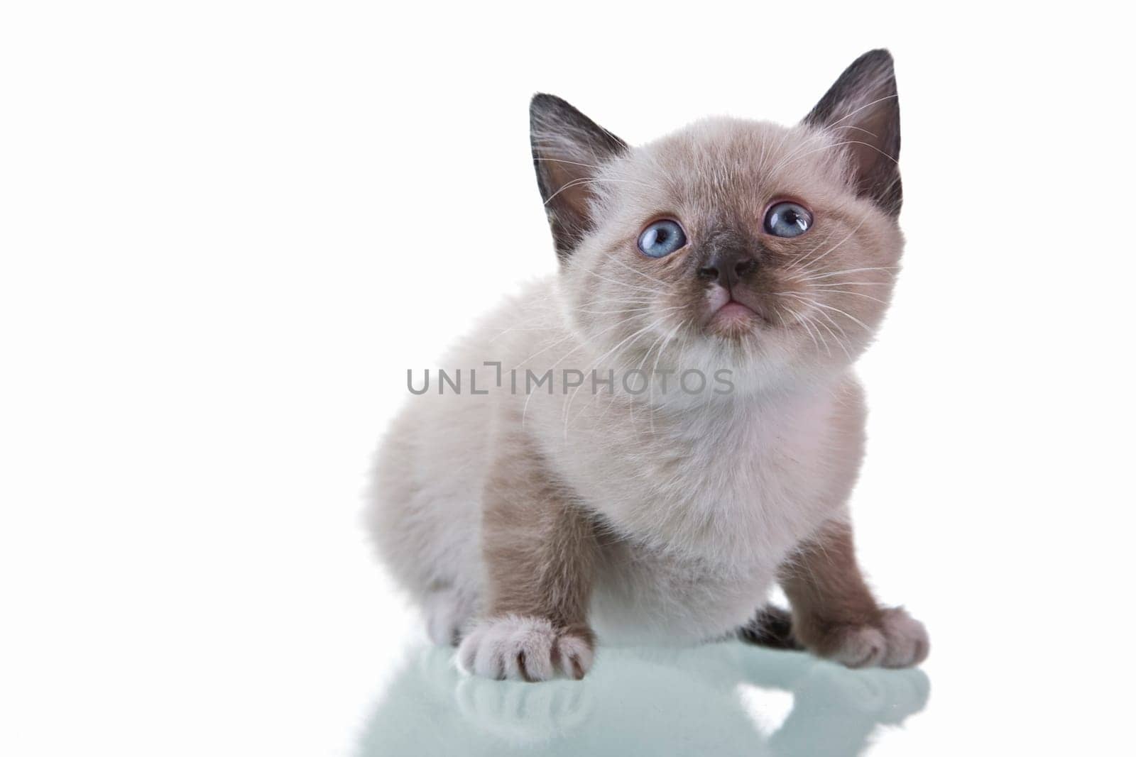 Adorable baby kitten sitting isolated on white background.