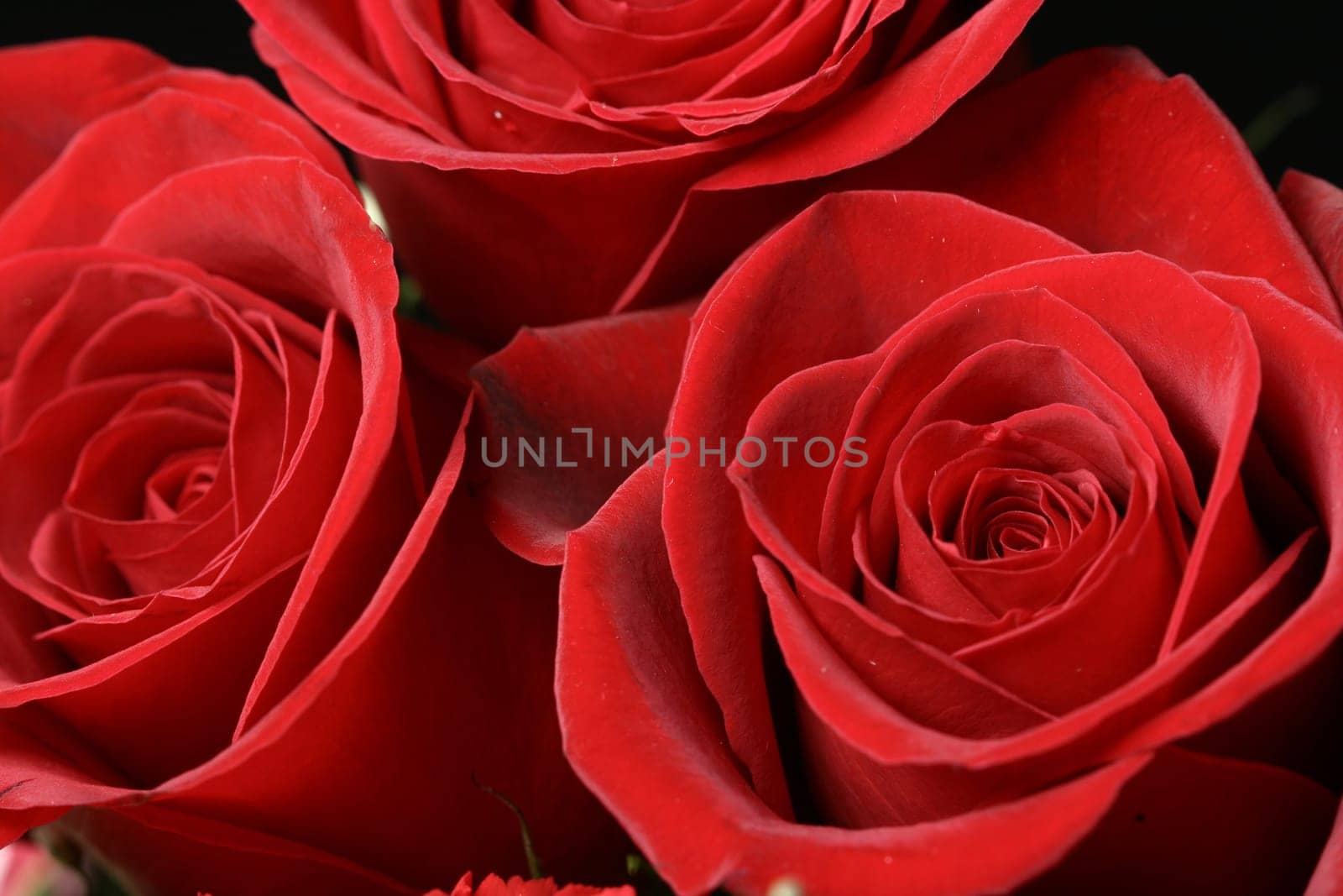 Very beautiful passion red roses