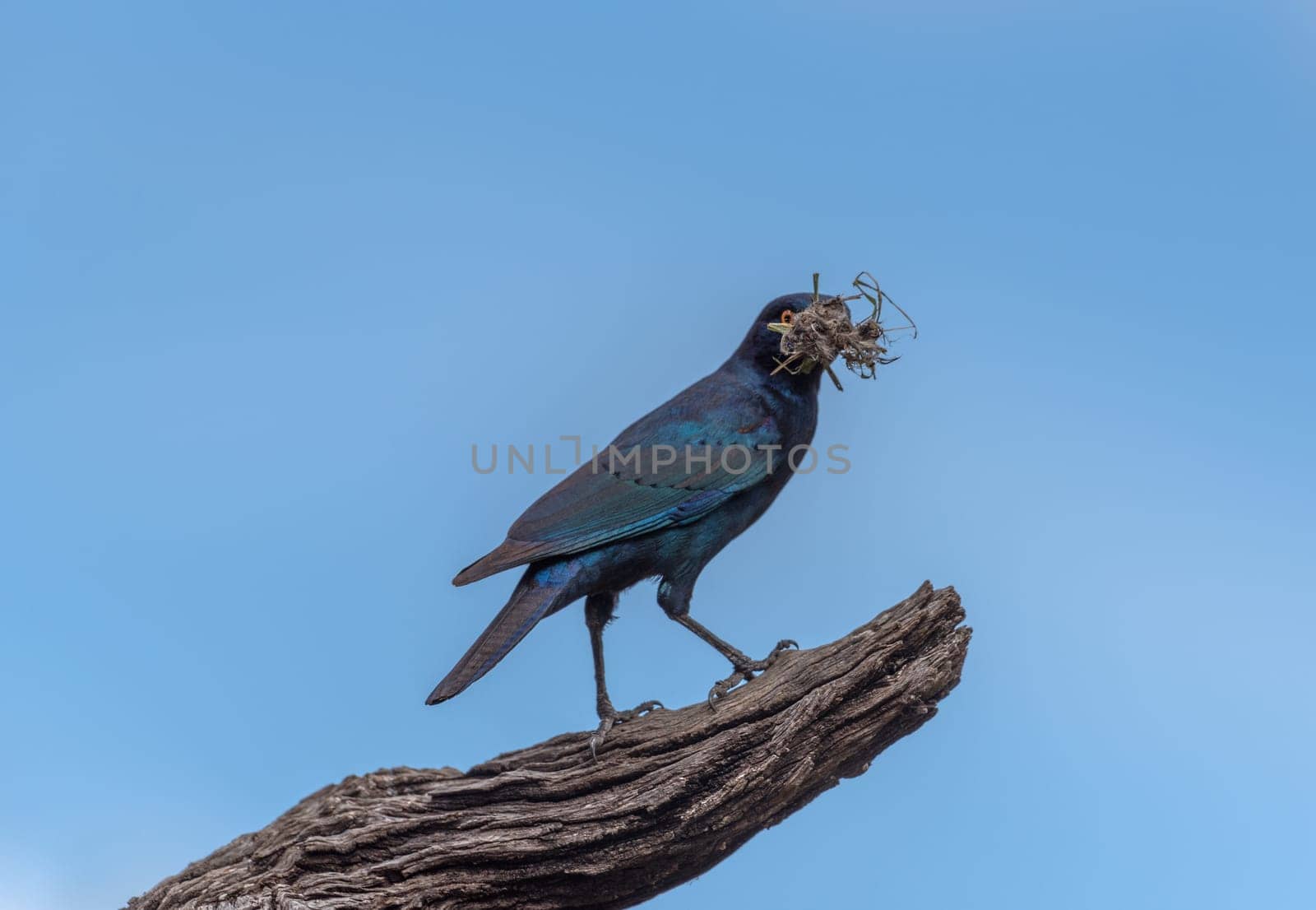 African Cape Starling on a branch, Namibia, Africa