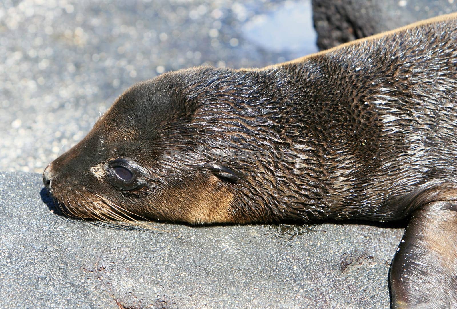 A young Sea Lion rests on the rocky shoreline of the Galapagos Islands