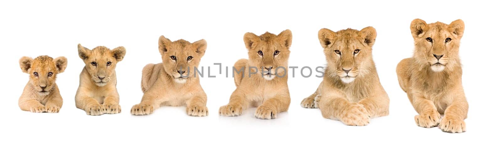 lion cub growing from 3 to 9 months in front of a white background