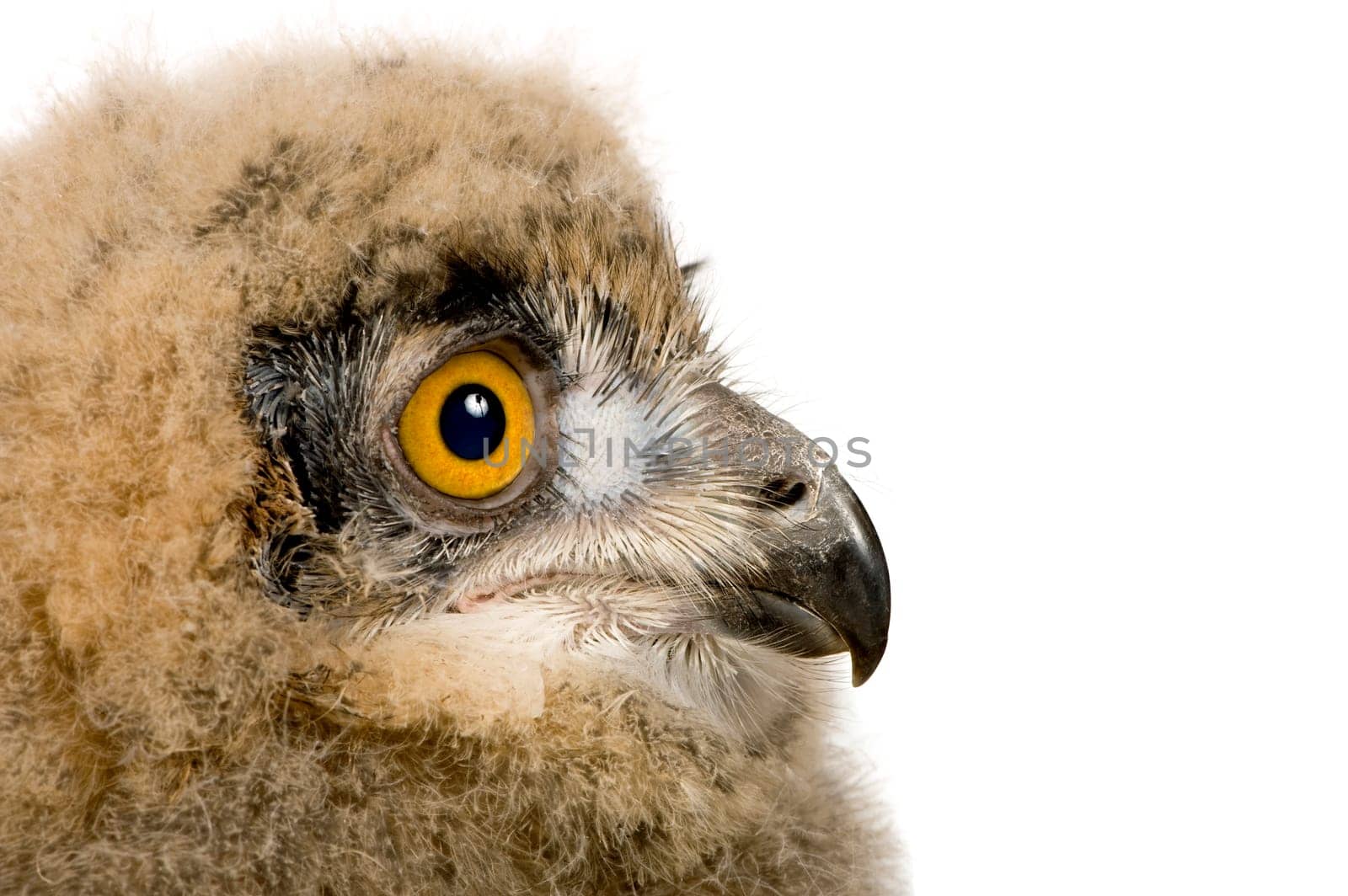 Eurasian Eagle Owl - Bubo bubo (6 weeks) in front of a white background
