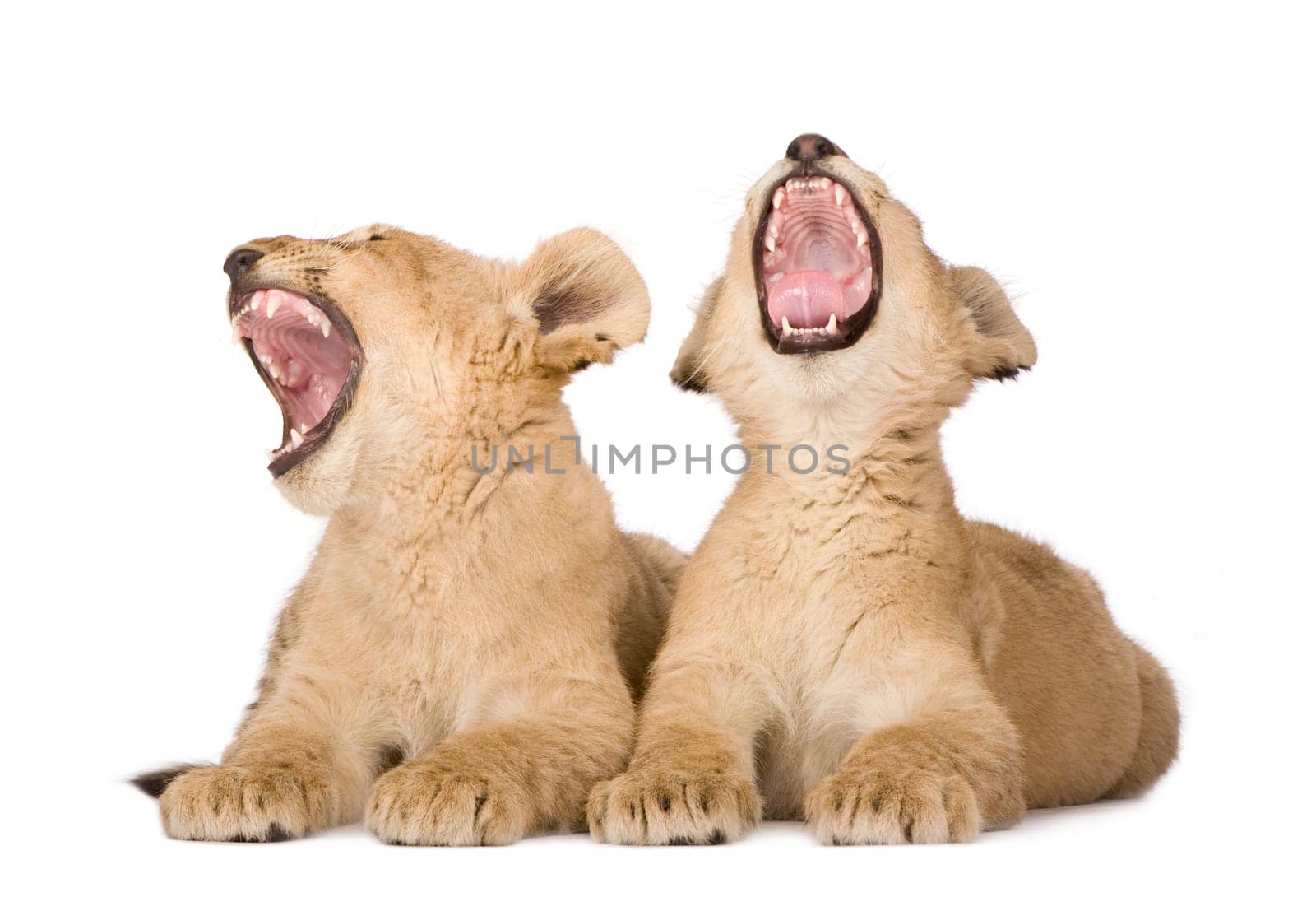 Lion Cub (4 months) in front of a white background