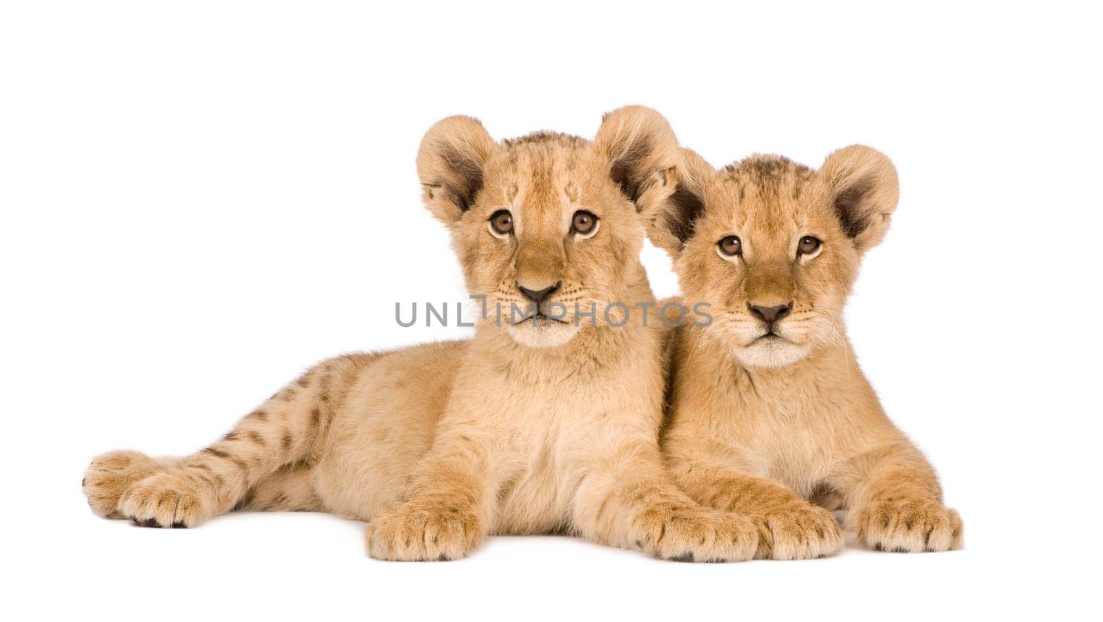 Lion Cub (4 months) in front of a white background