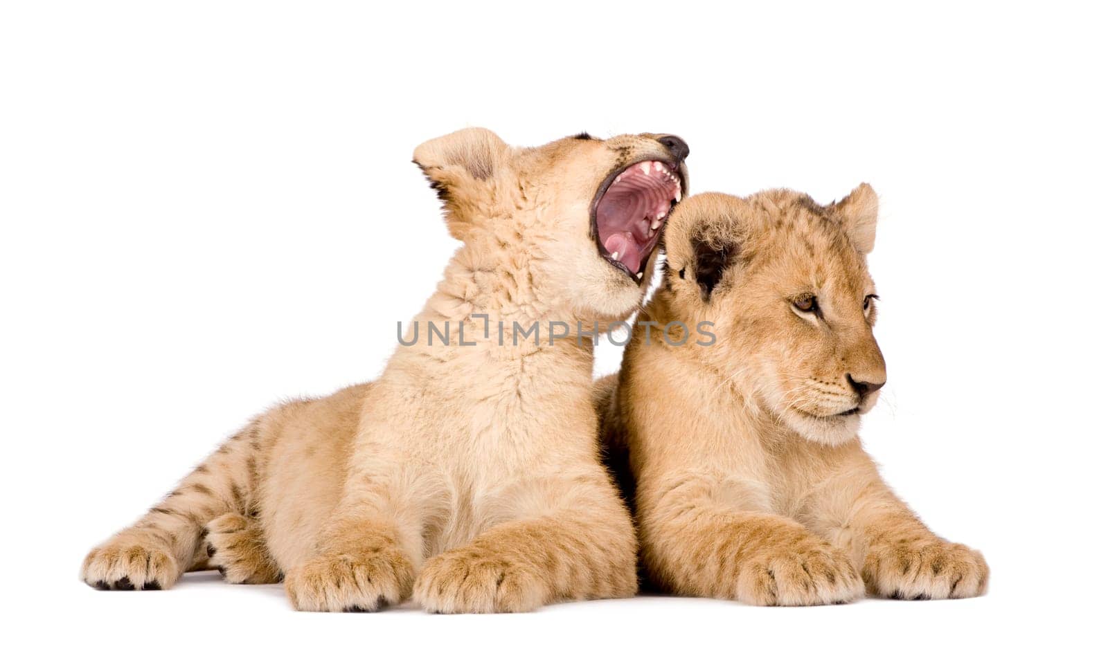 Lion Cub (4 months) in front of a white background