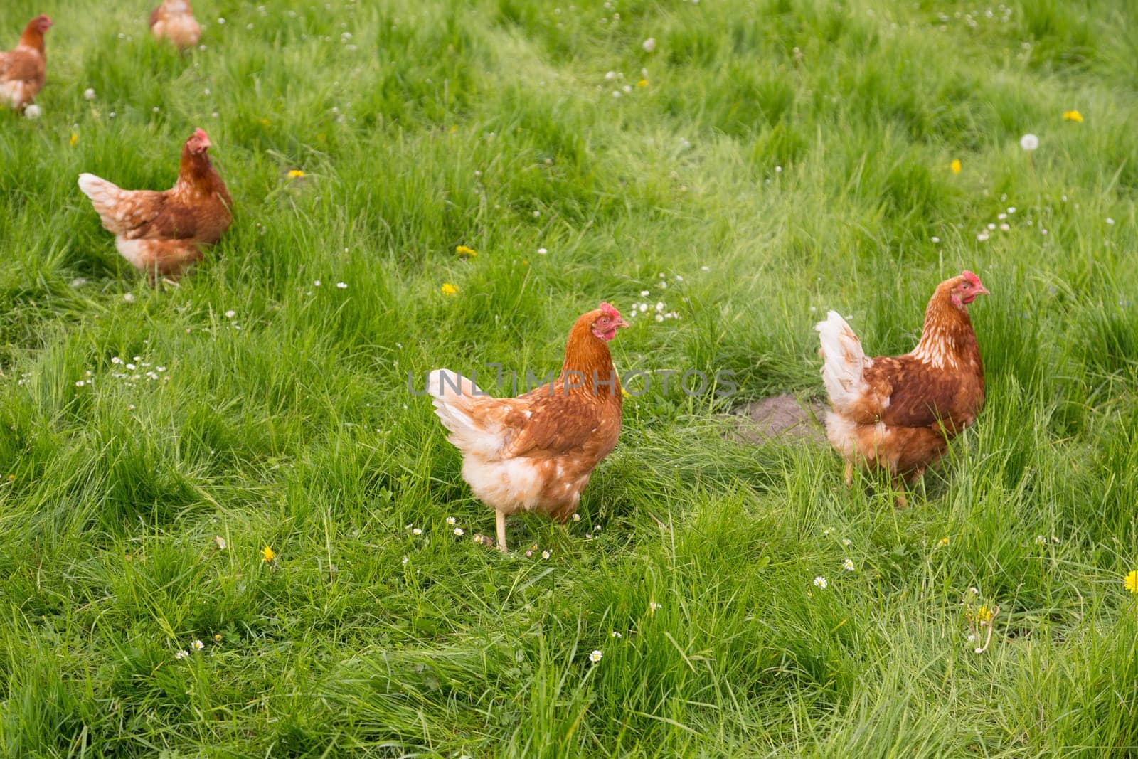 Several chickens in a meadow