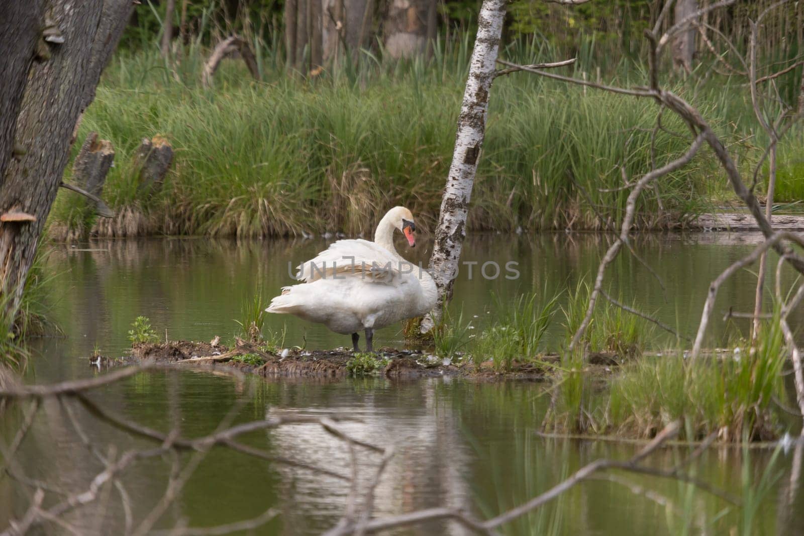 A swan injured on the wing on a small island