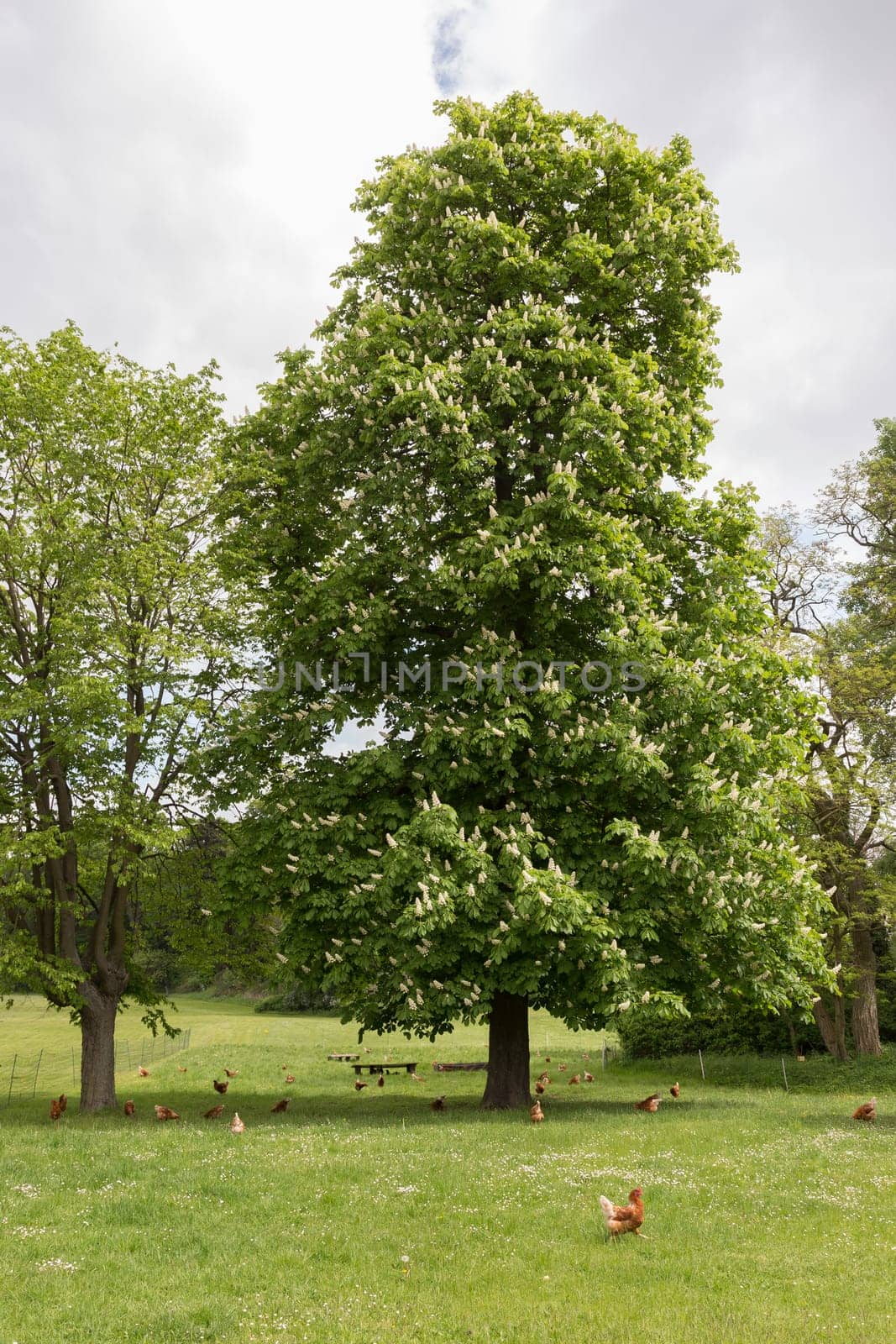 Large chestnut on a chicken meadow