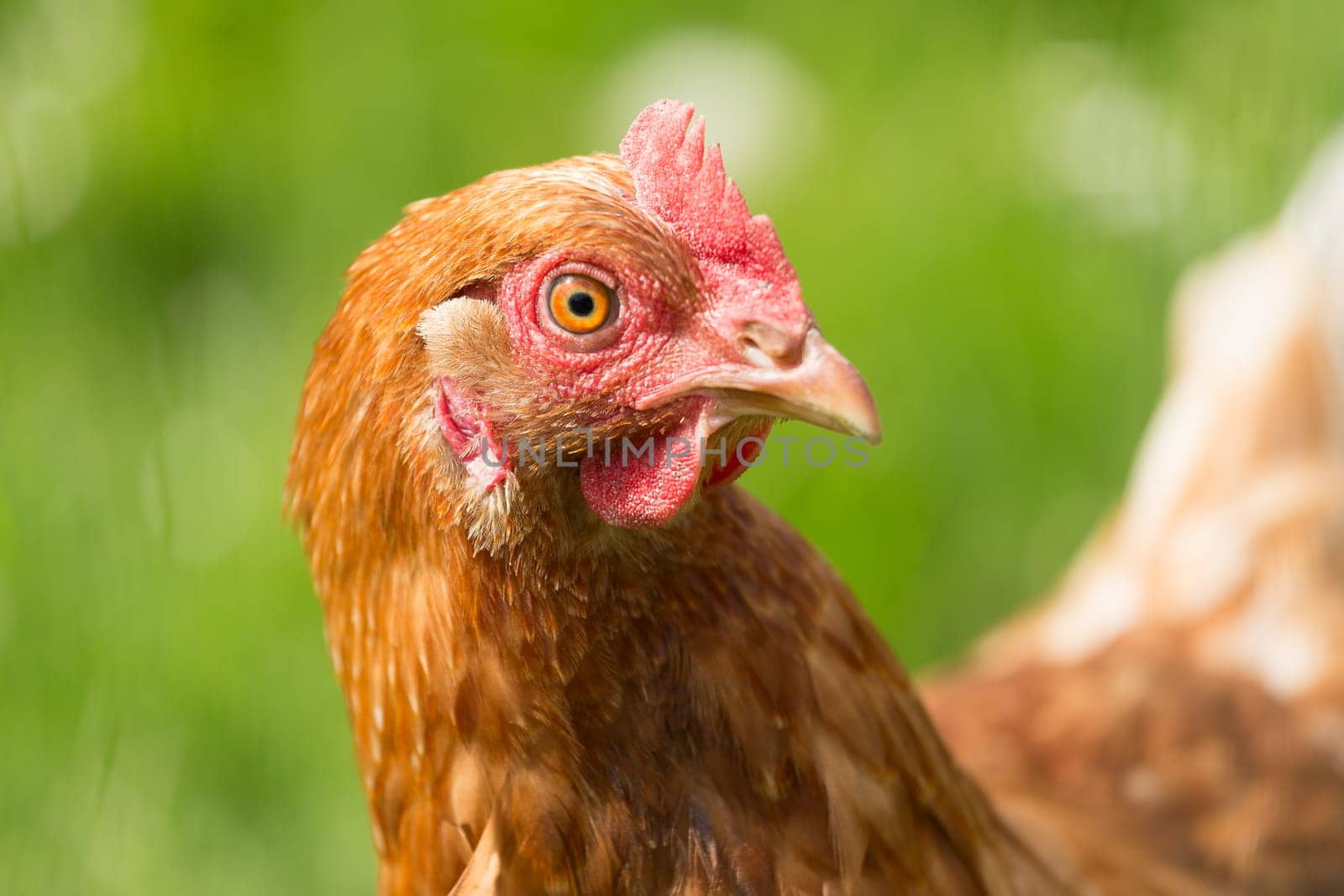 Head of a chicken in the meadow