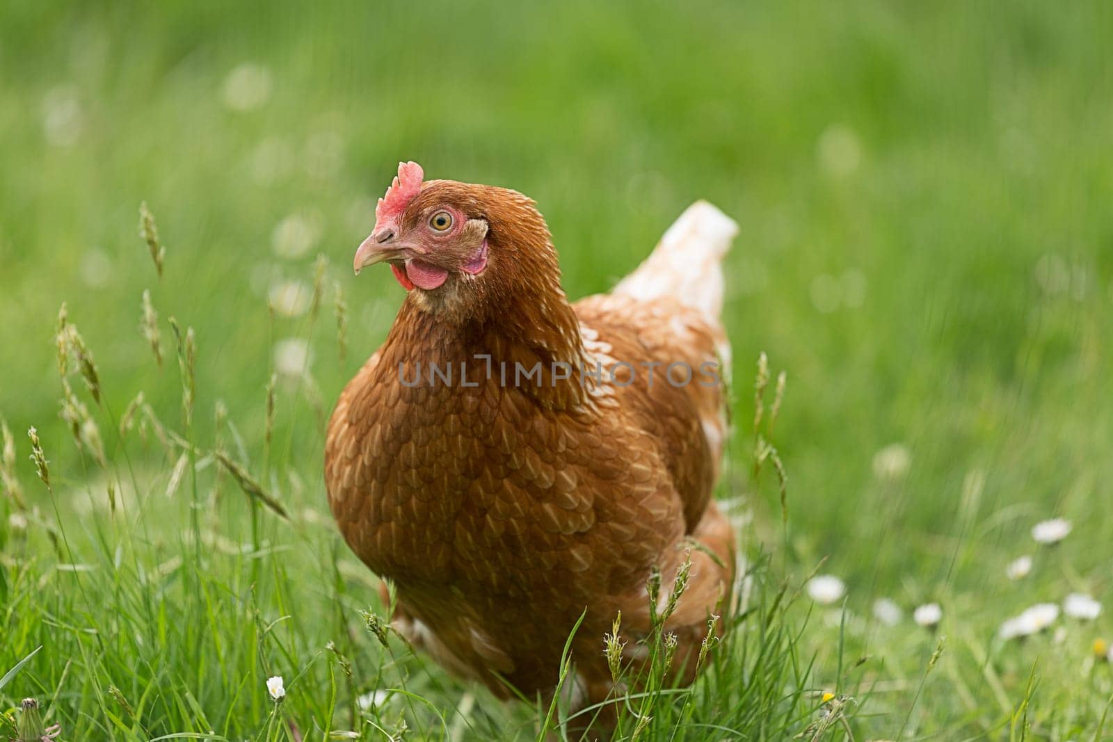 Single chicken on a meadow
