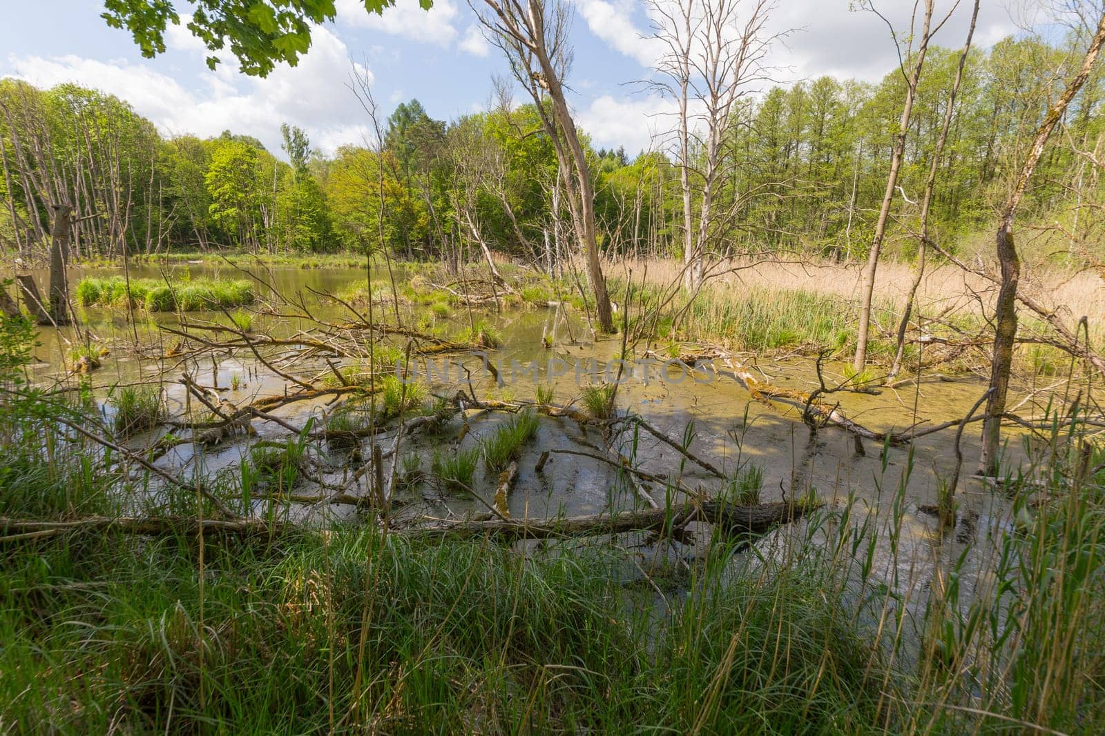 Fallen and dead trees in a pool next to the road
