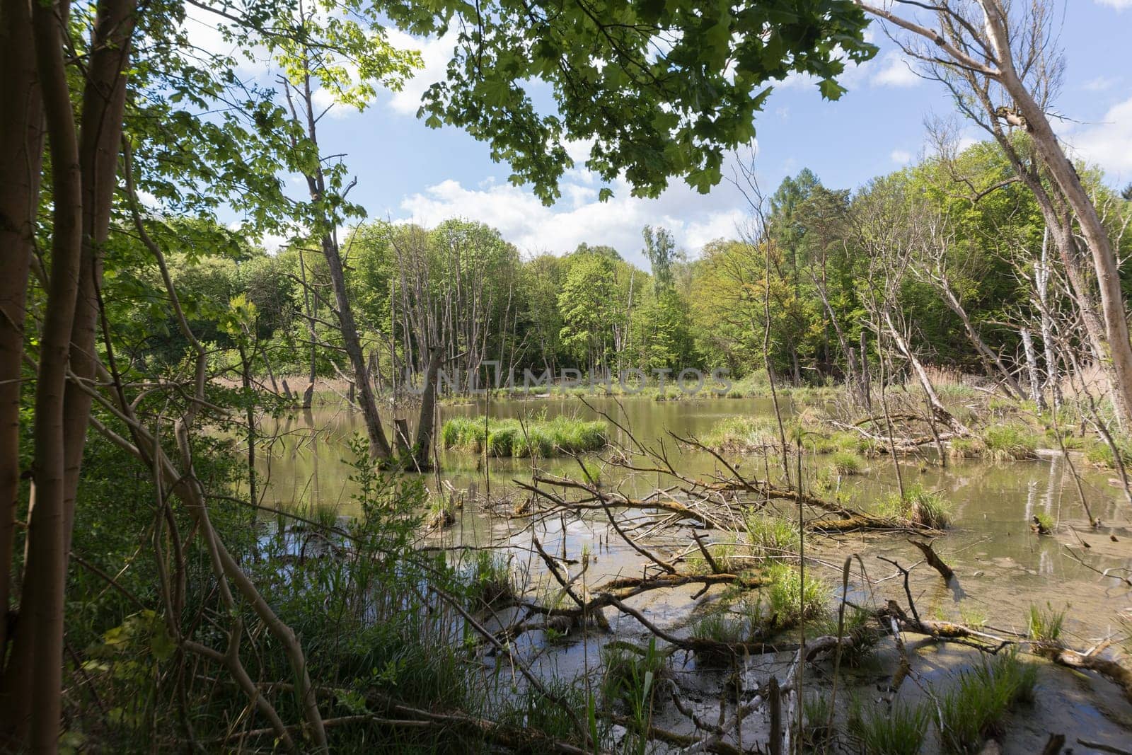 Fallen and dead trees in a pool next to the road