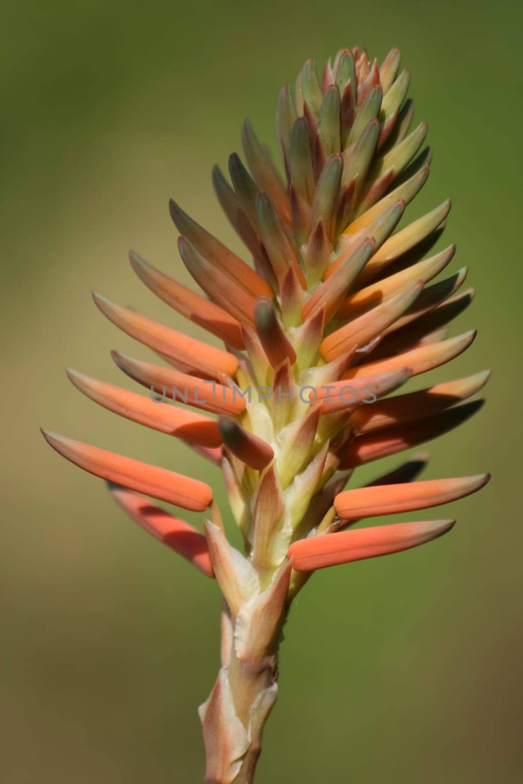 Close-up of a  agave flower on a neutral background