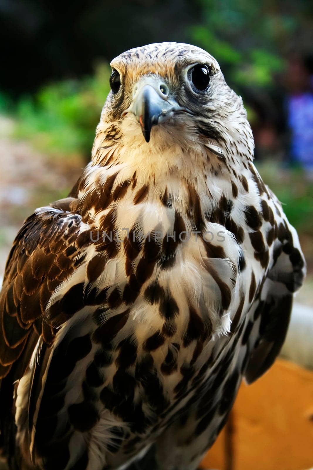 Portrait of a trained falcon