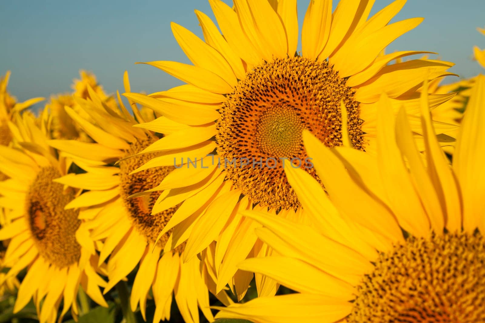 View of a sunflower with sunflowers in the background