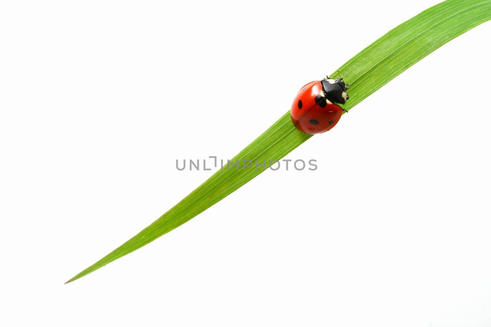 red ladybug on green grass isolated