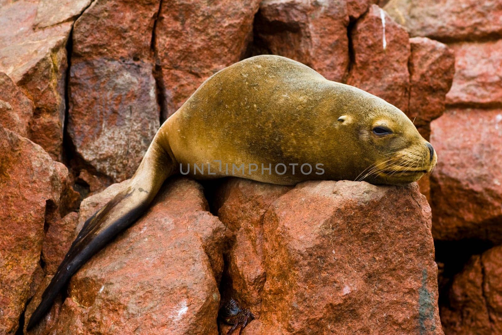 tired seal on red stone