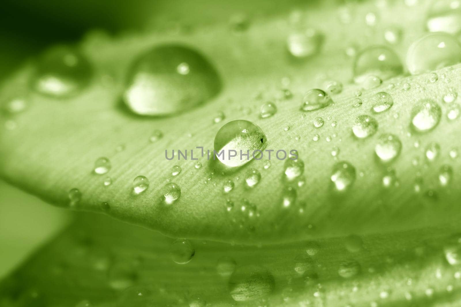 macro waterdrop on blossom pink flower