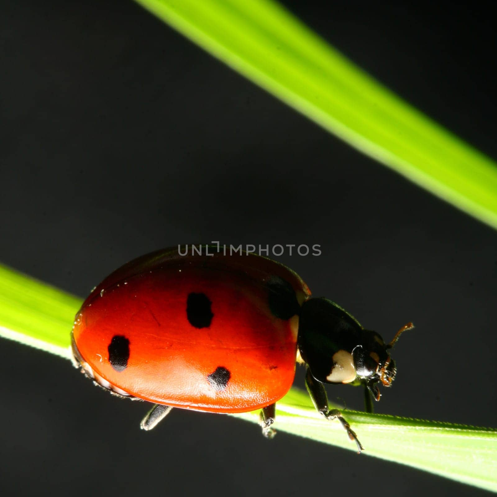 ladybug on grass black background