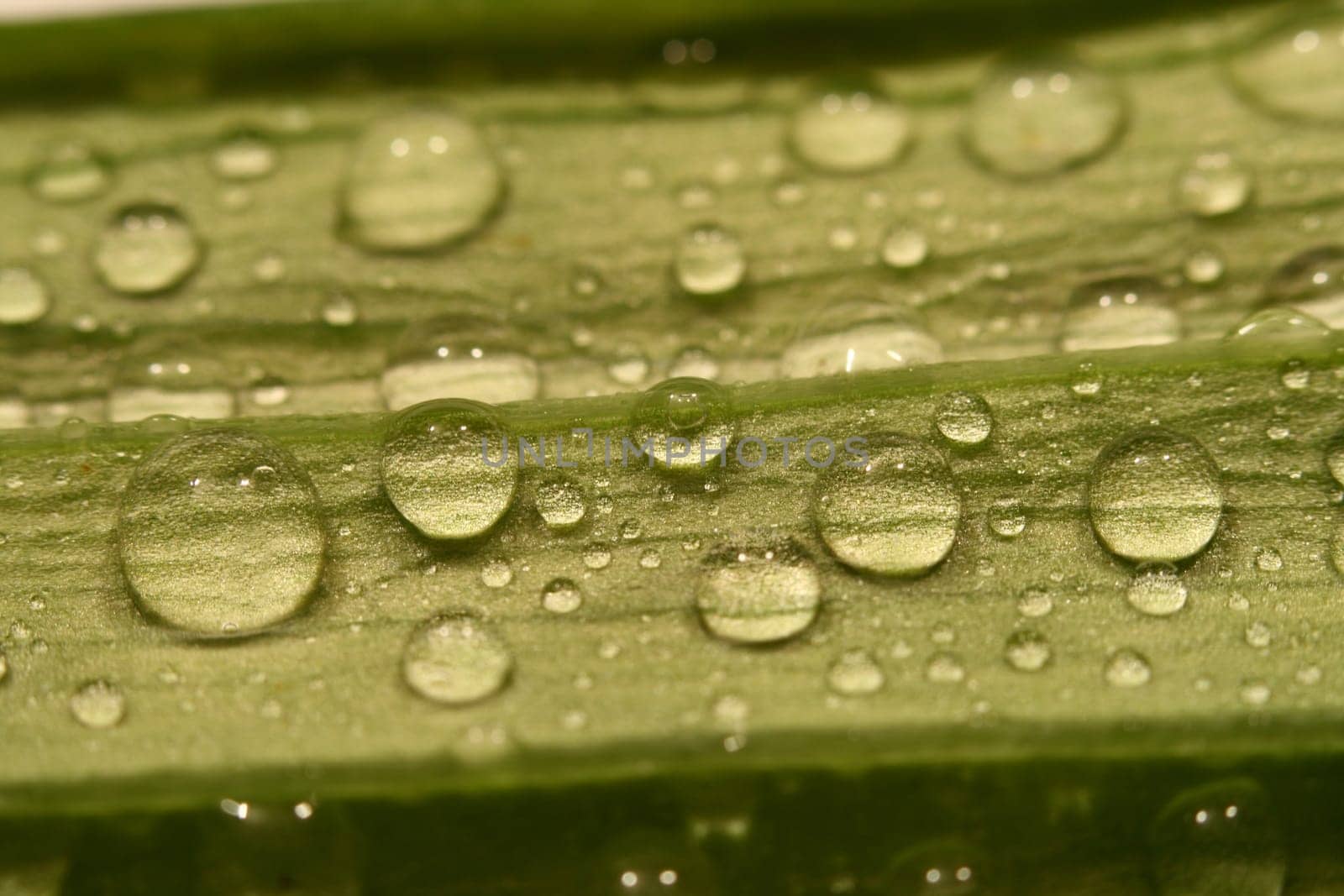 macro waterdrop on blossom green flower