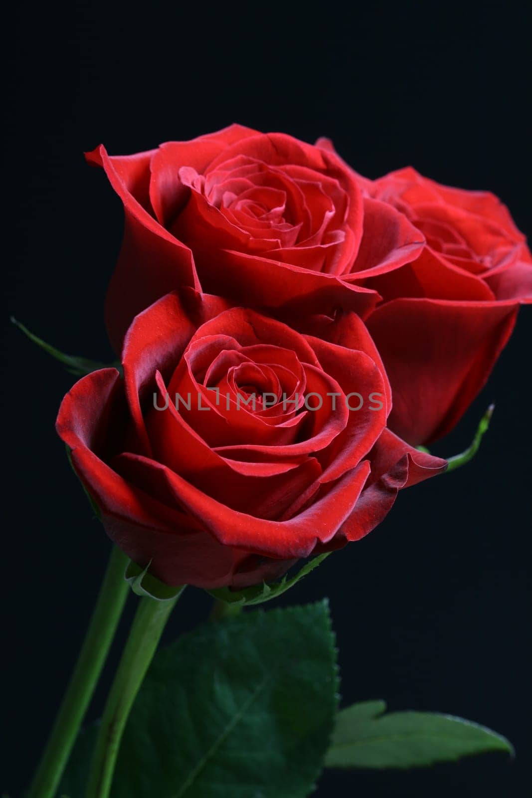 Very beautiful passion red roses
