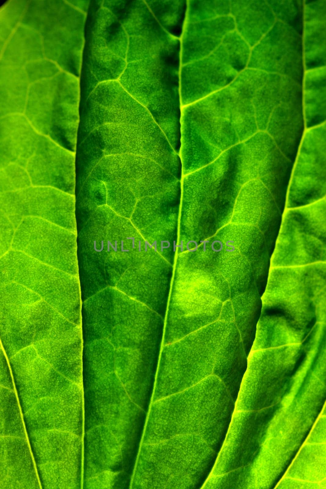 green leaf macro close up