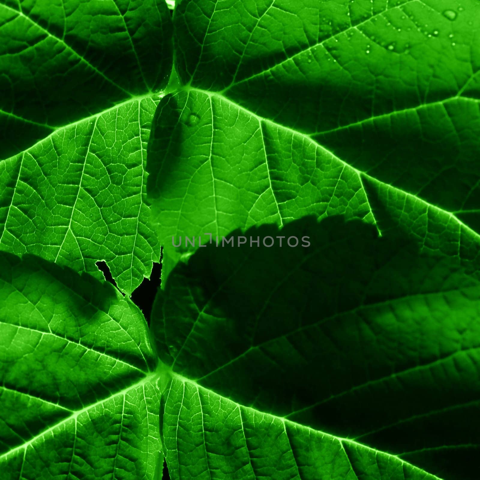 green leaf close up nature background