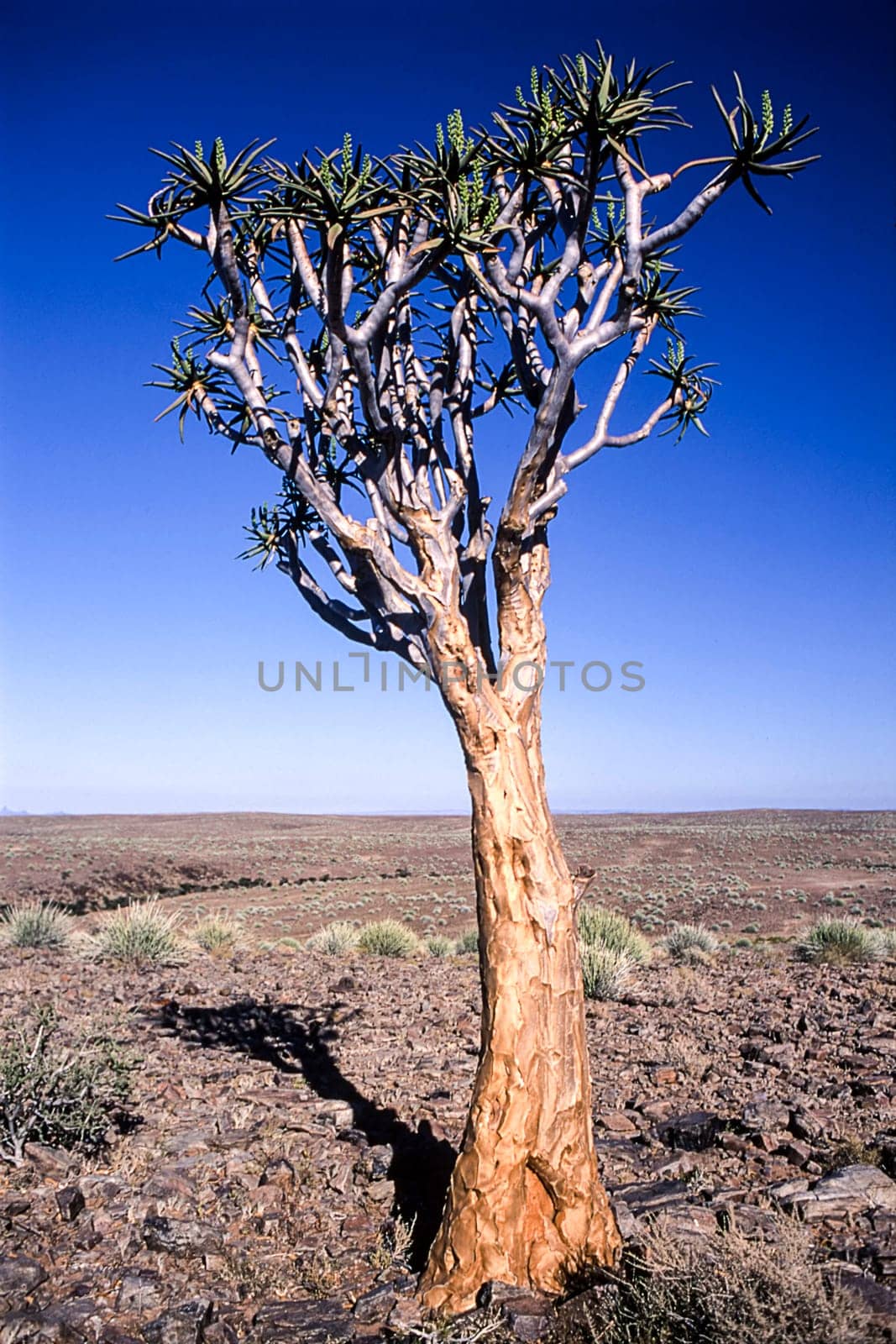 aloe or quiver tree, fish river canyon, karas, namibia, africa