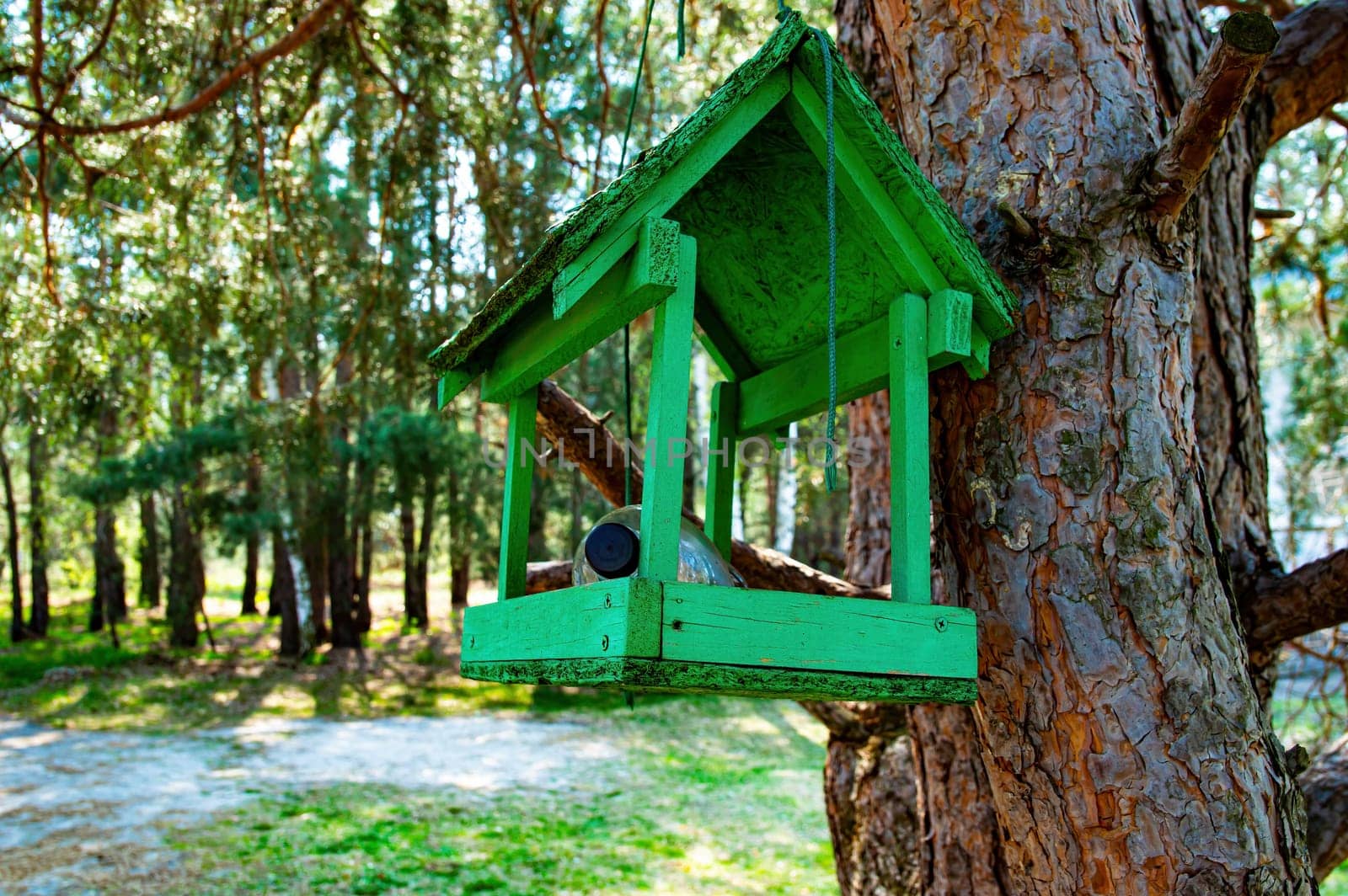 Wooden bird feeder on a tree in the forest. Bird feeder. Pine tree. Green color. Animal crushing. Animal care. Sunny spring day. Preservation of the population. Ecology protection.