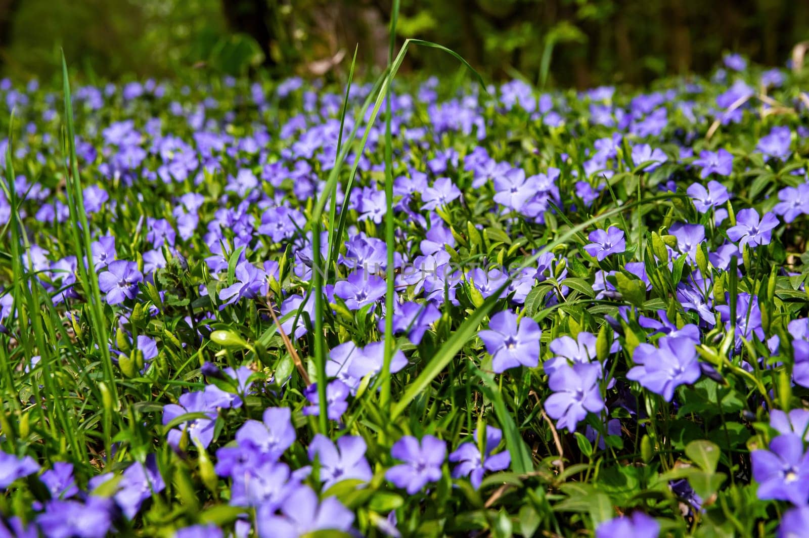 Lilac flowers of blooming forest violets with green leaves. Blooming period. Purple violet. Forest flowers. Spring season. Sunny spring day. Wild plants in nature. Background image.