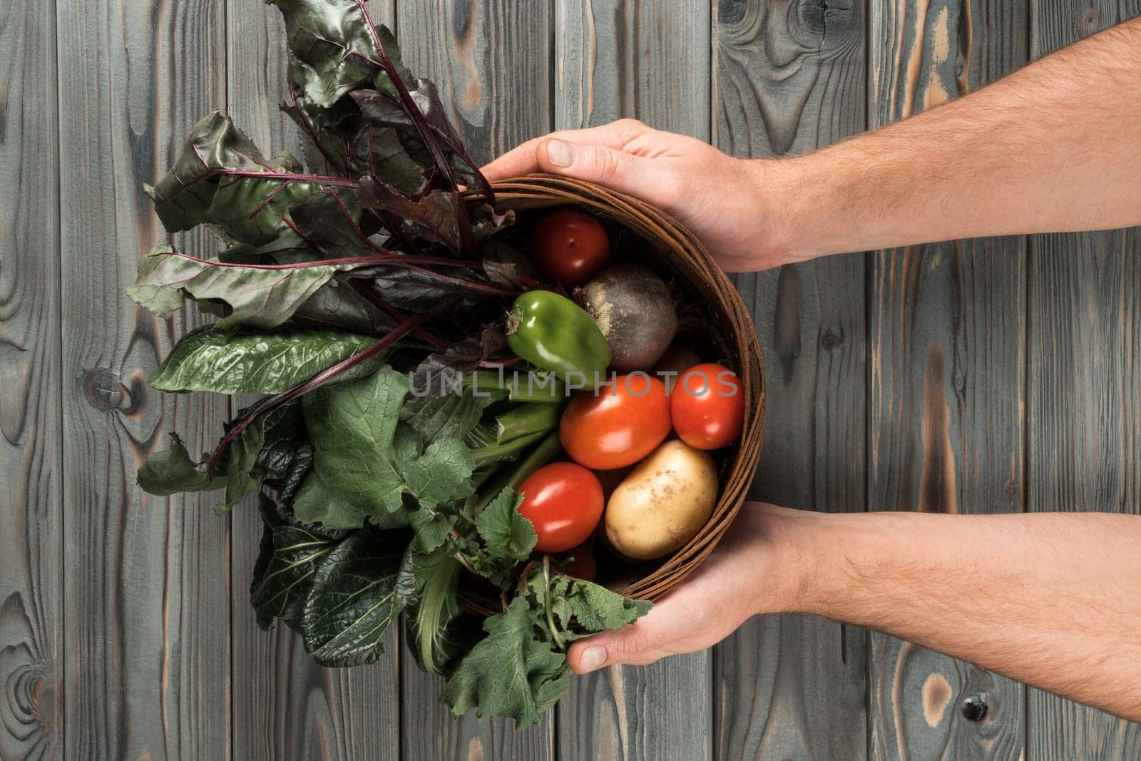 Wicker basket with different fresh farm vegetables on gray wooden table. Human hands hold bowl full of ripe harvest. Food or healthy diet concept. Vegetarian. Nitrate free nutrition.