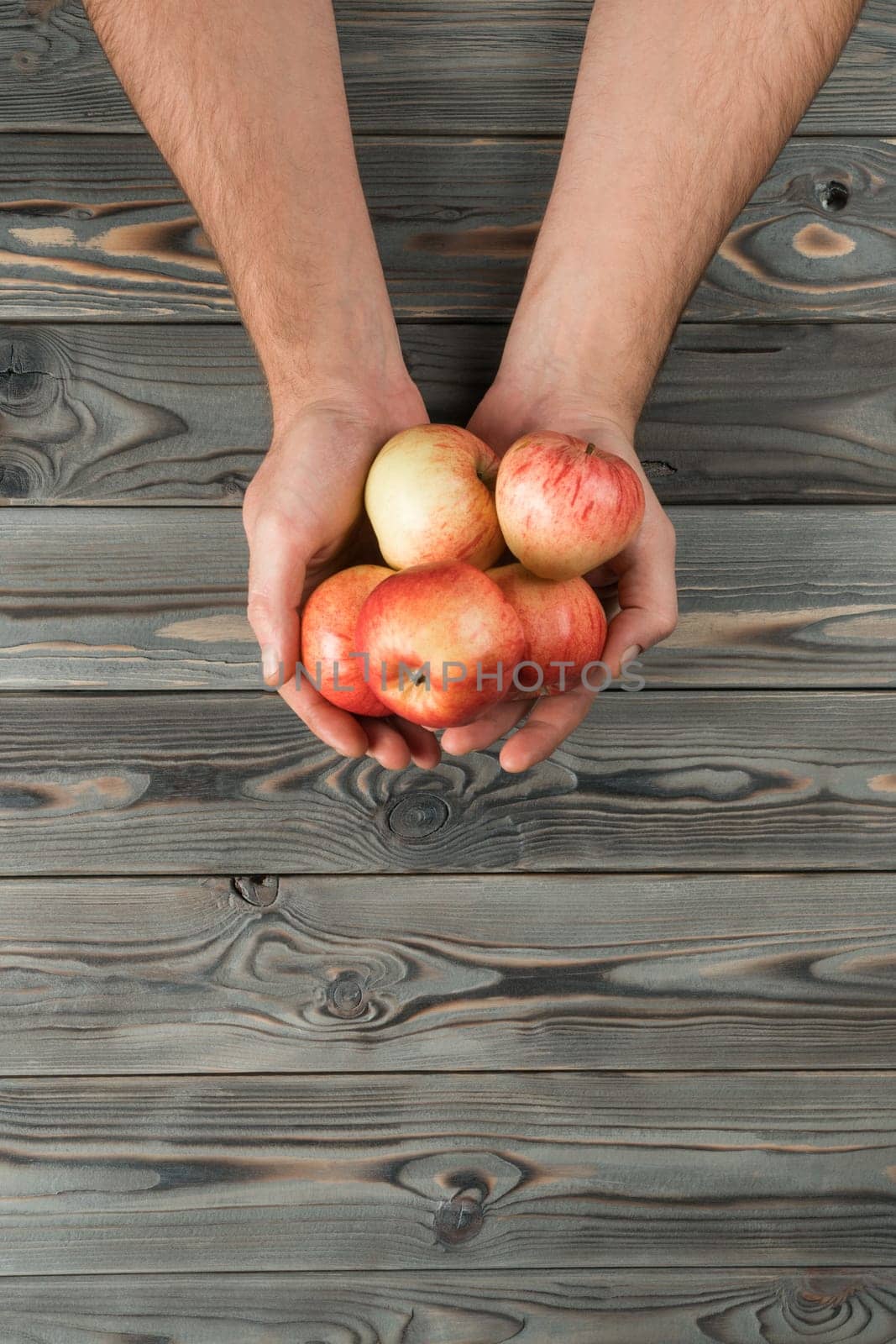 Bunch of red apples on gray wooden table, top view. Human hands hold fragrant ripe fruits. Food or healthy diet concept. Copy space for text. Planking. Seasonal garden harvest. Nitrate free nutrition.