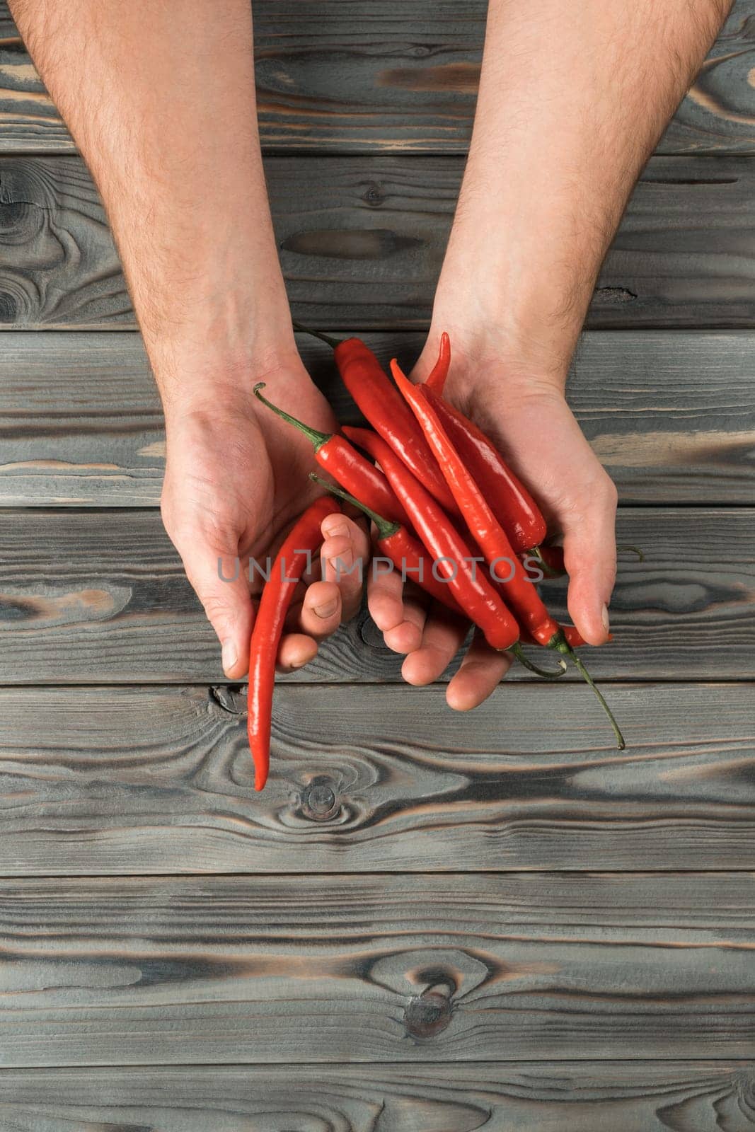 Bunch of red hot peppers on gray wooden table, top view. Human hands hold spicy chillies. Food or healthy diet concept. Copy space for text. Planking. Seasonal garden harvest. Nitrate free nutrition.