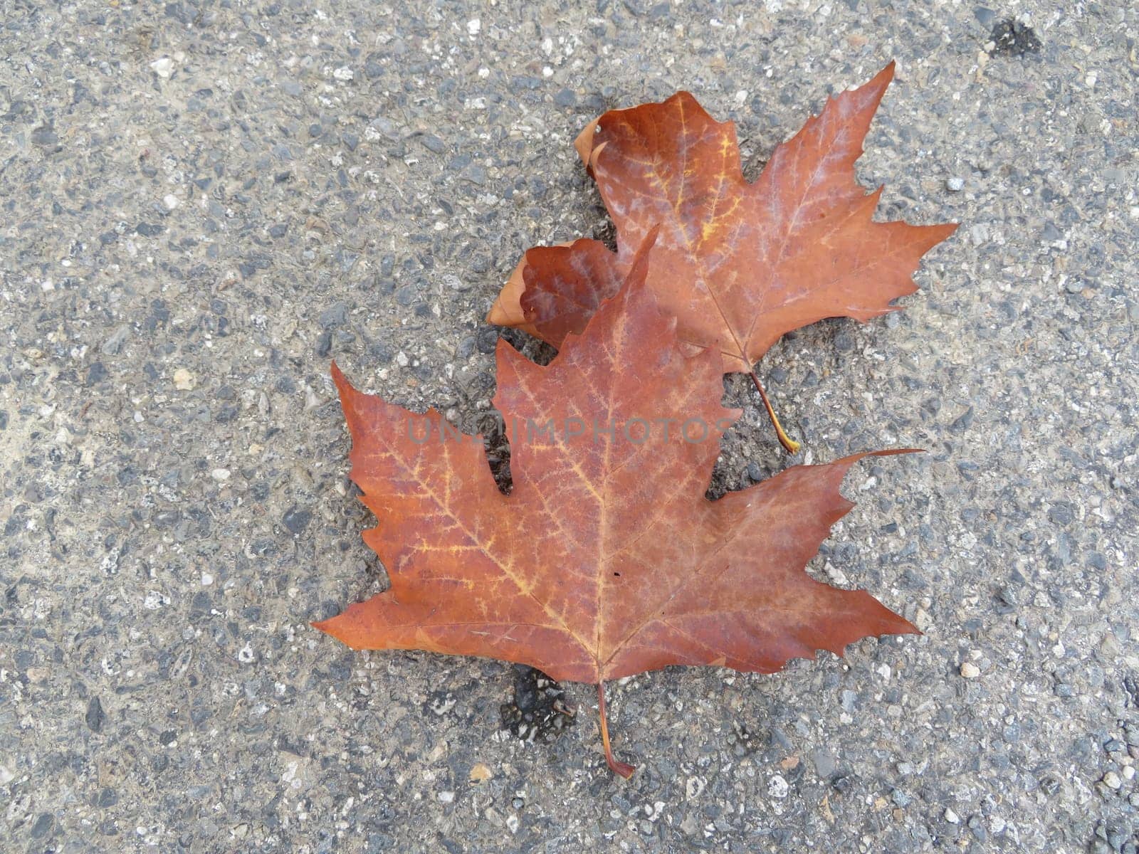 beautiful dry leaves marking the autumn season change of cycle