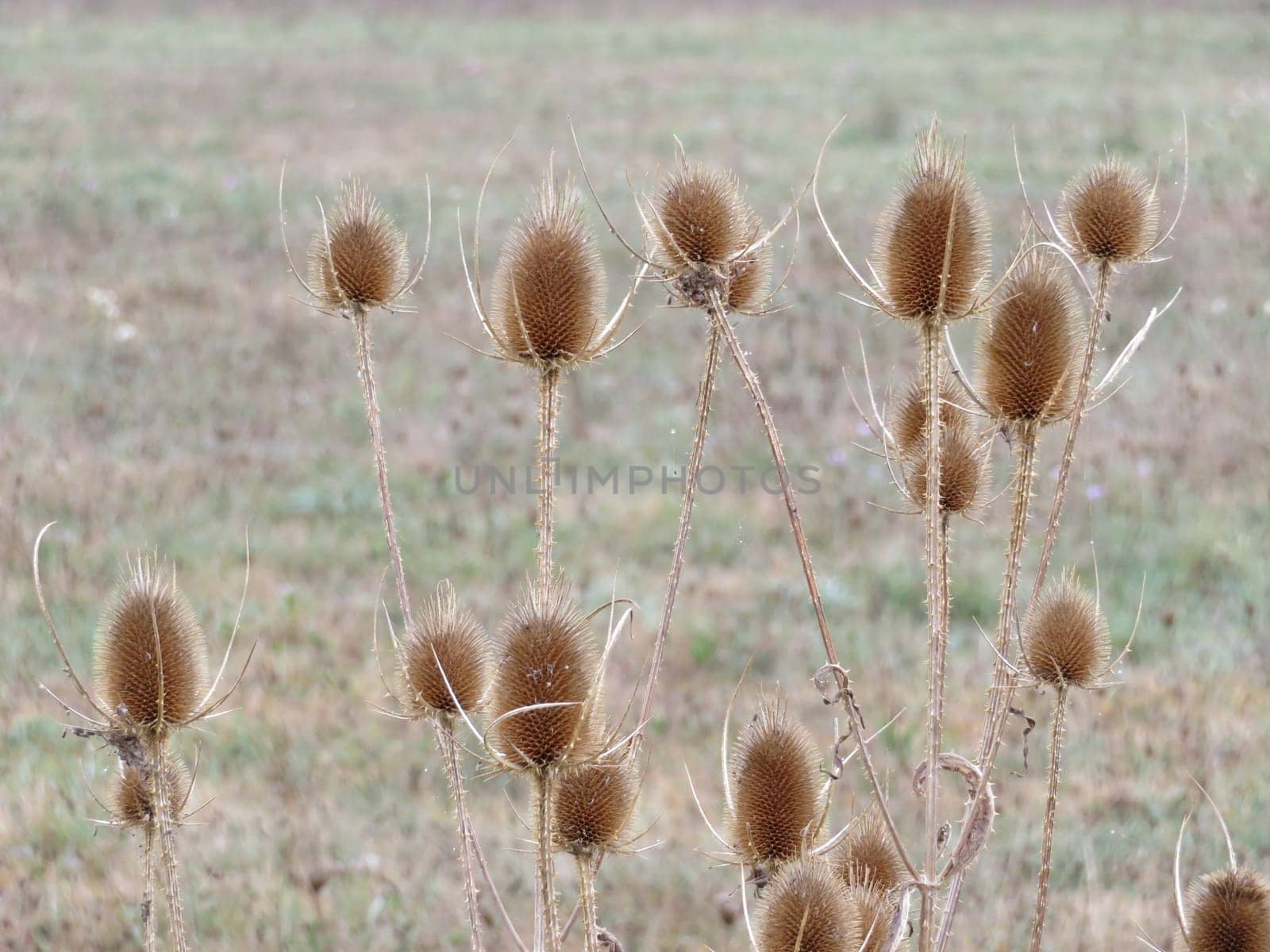 Beautiful dry thistle with spiked spines self-defense