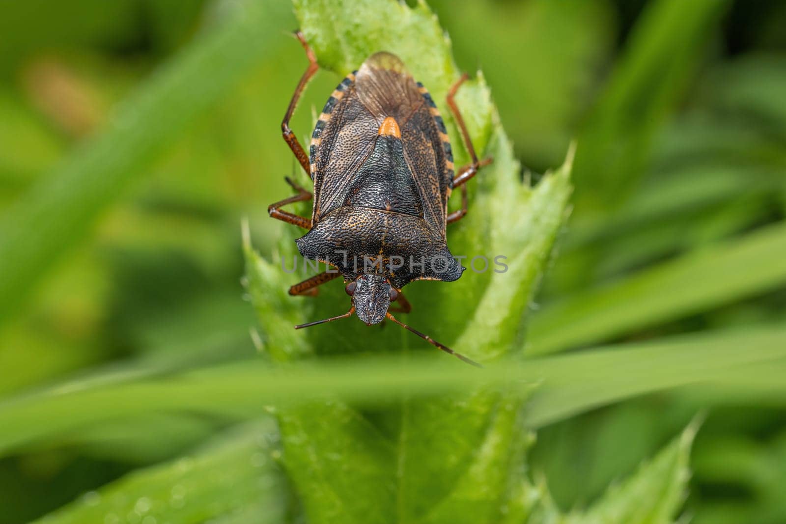 Macro top view of the forest bug or red-legged shieldbug . Horizontally.