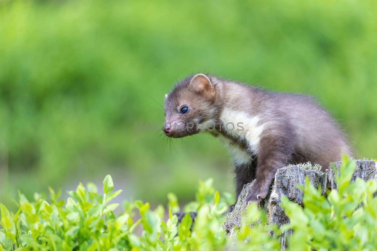 Side view of cute marten outdoors. Horizontally.