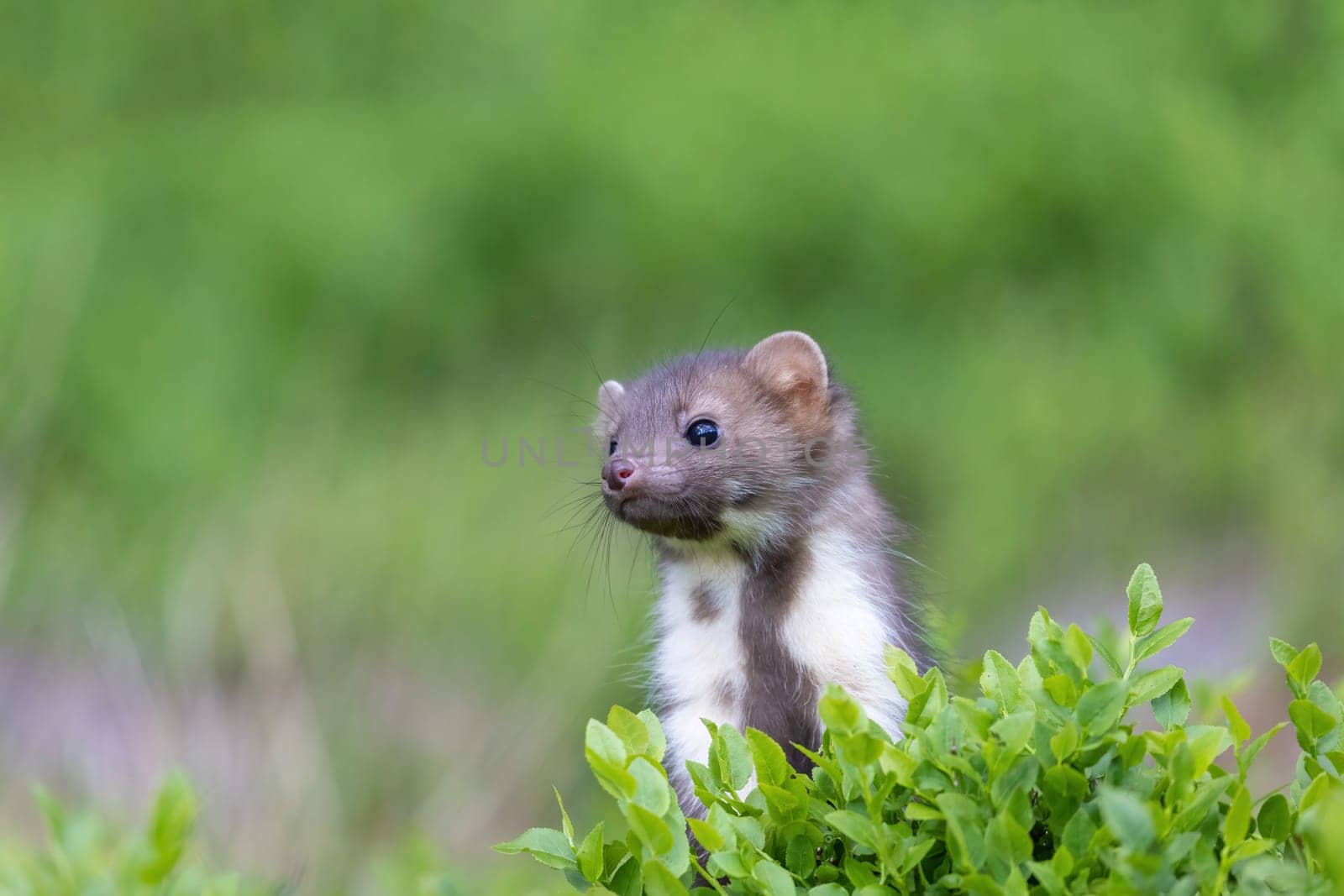 Cute young marten is posing in green plants outdoors. Horizontally.