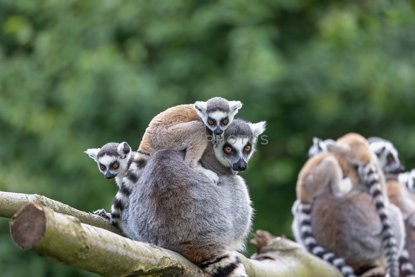 Family of adult and young ring-tailed lemur outdoors. Horizontally.
